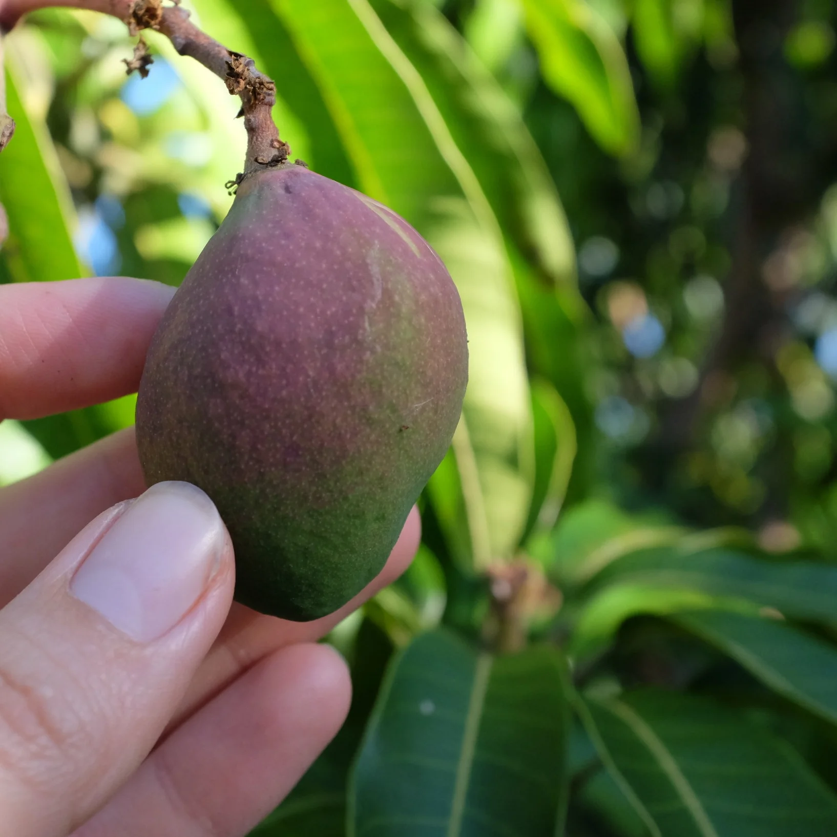 Fruit for Saturday, March 10, 2018