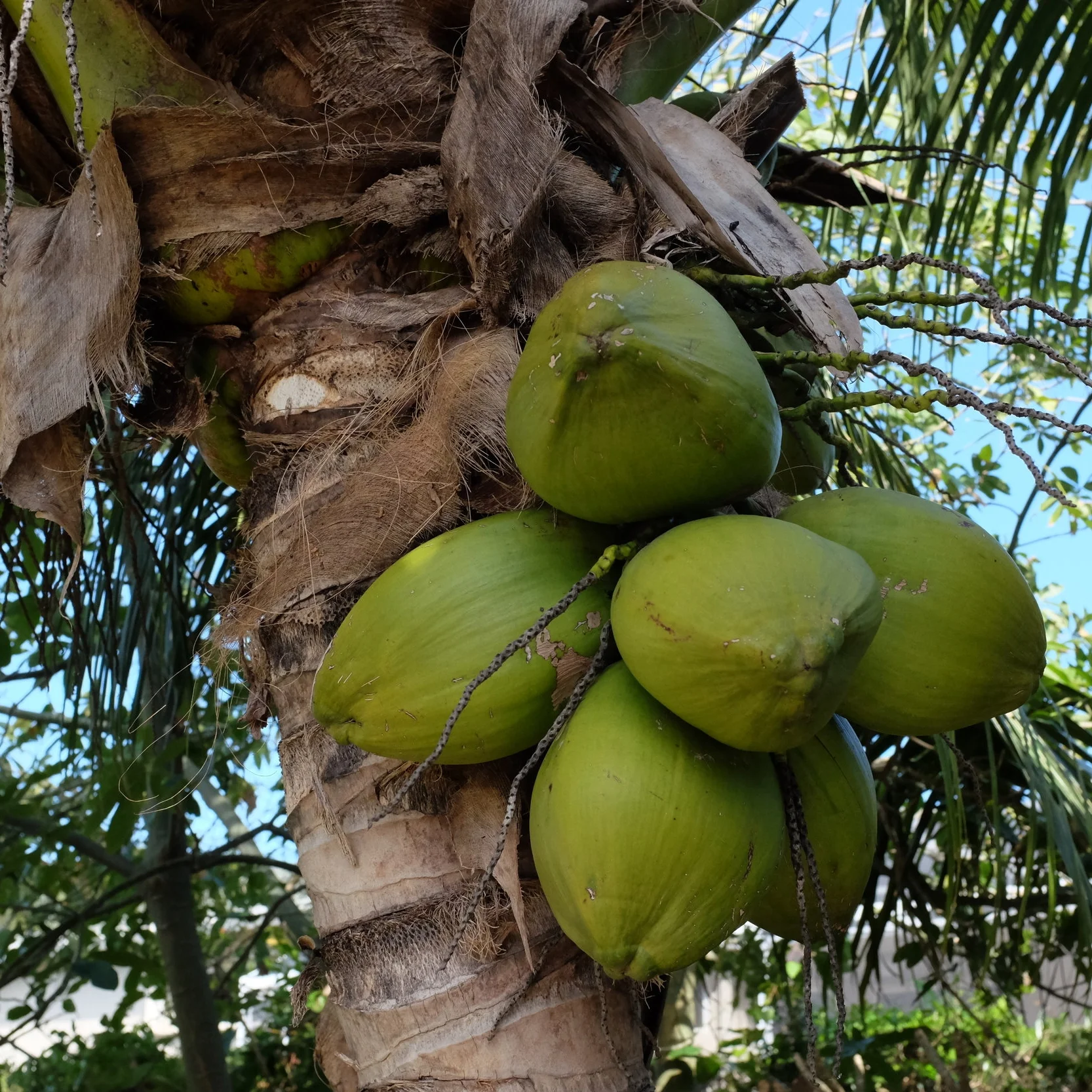 Fruit for Saturday, April 7, 2018