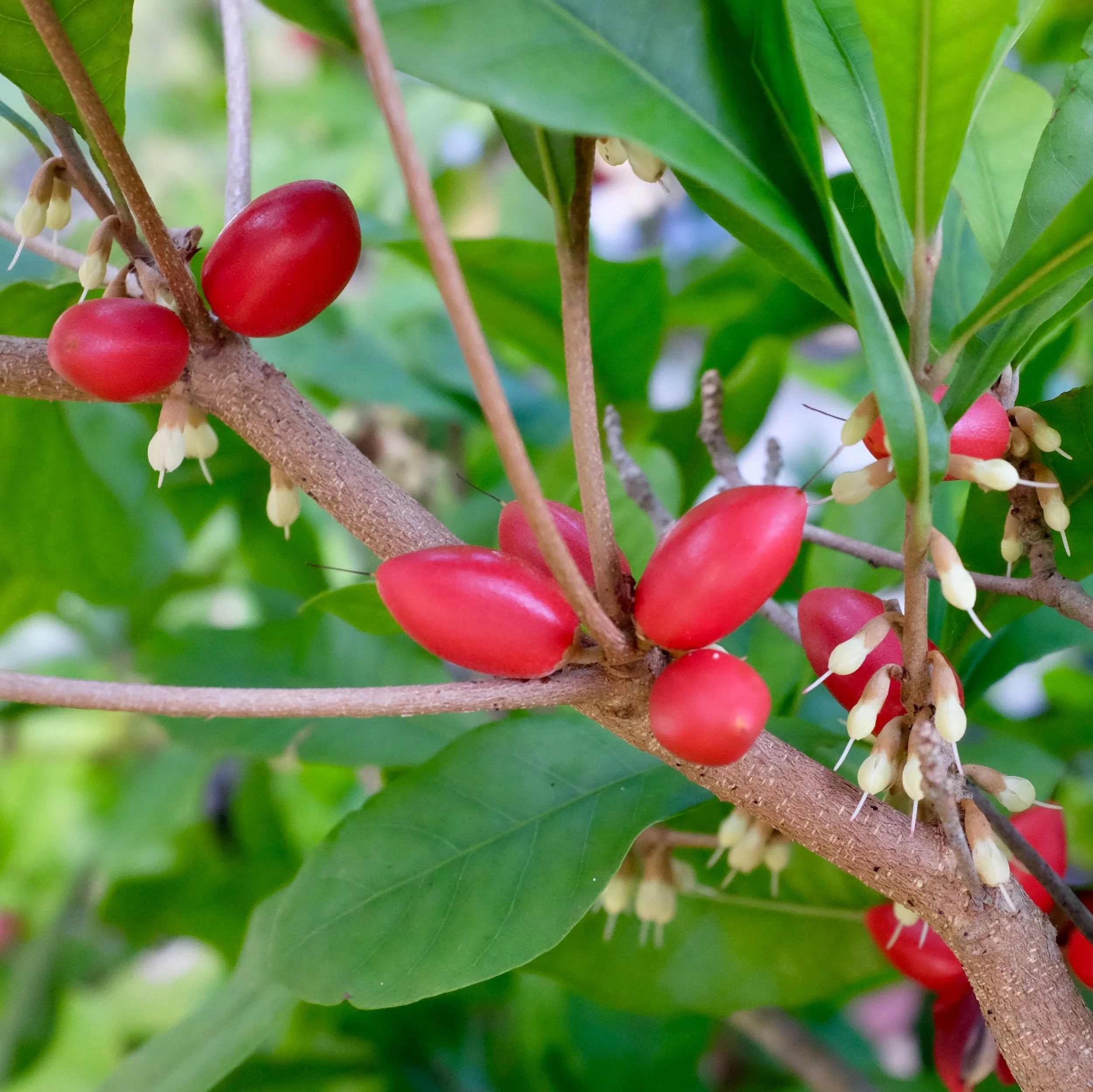 Fruit for Saturday, April 14, 2018