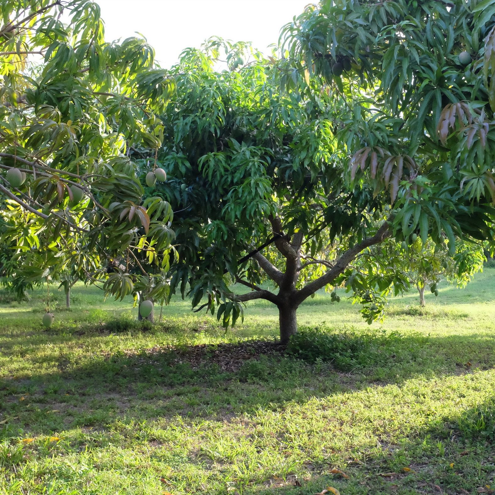 Fruit for Saturday, May 5, 2018