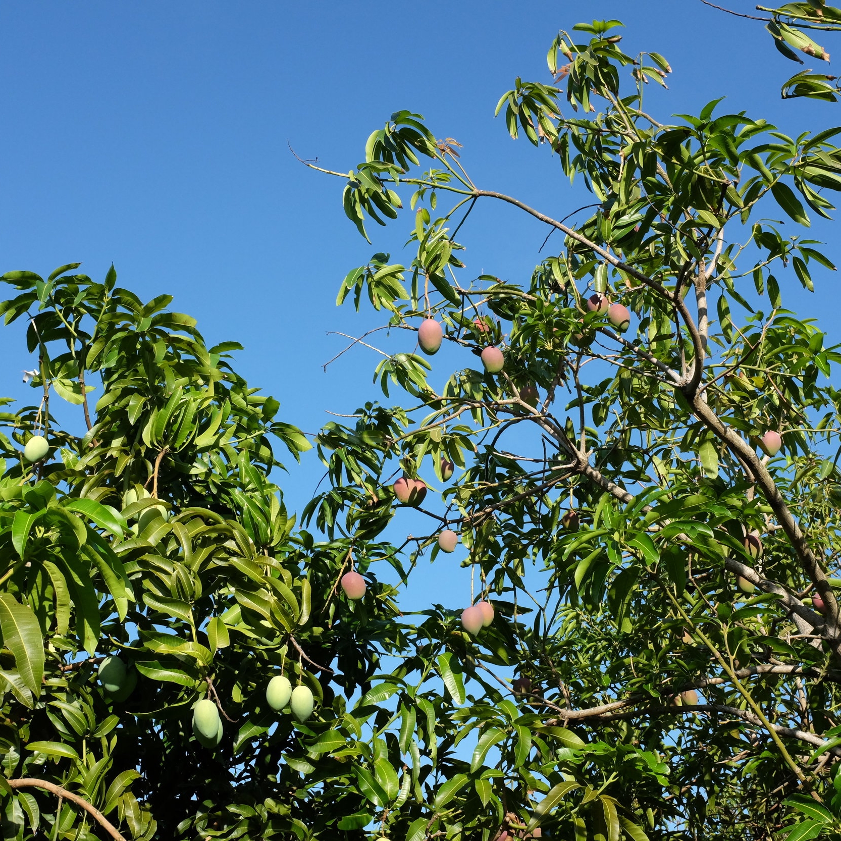 Mango Season 2018 Update!