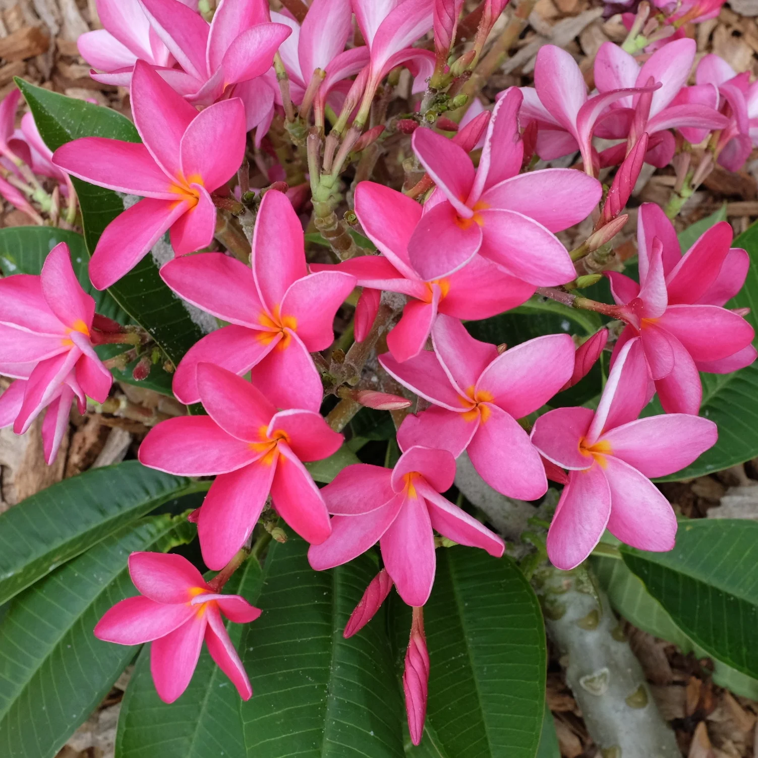 Fruit for Saturday, May 12, 2018