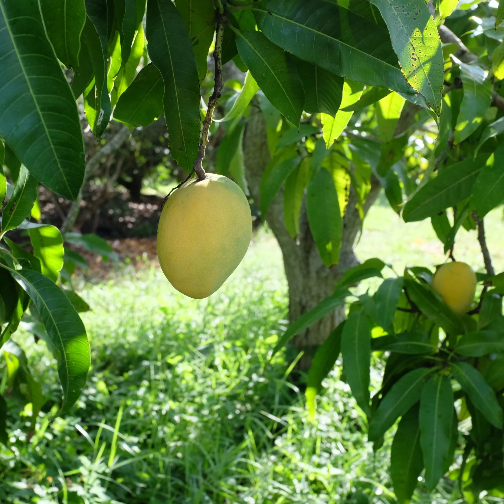 Mangos for Wednesday, June 6, 2018