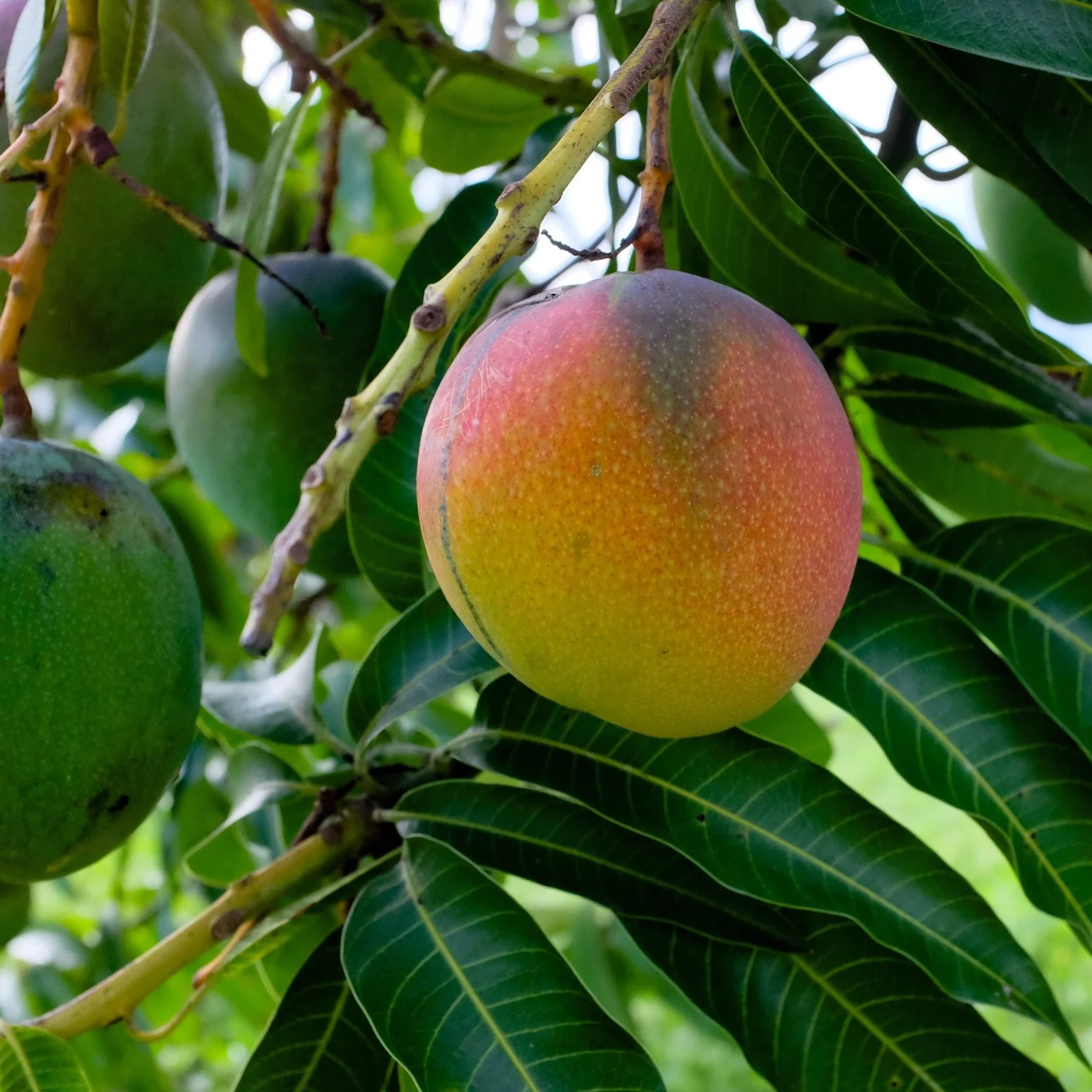 Fruit for Saturday, May 26, 2018