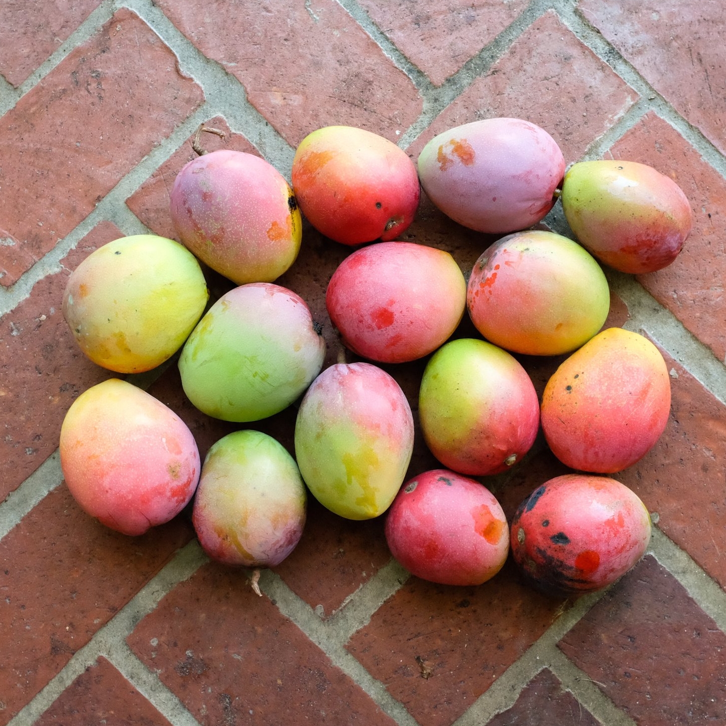 Mangos for Tuesday, June 19, 2018 and Special Orders