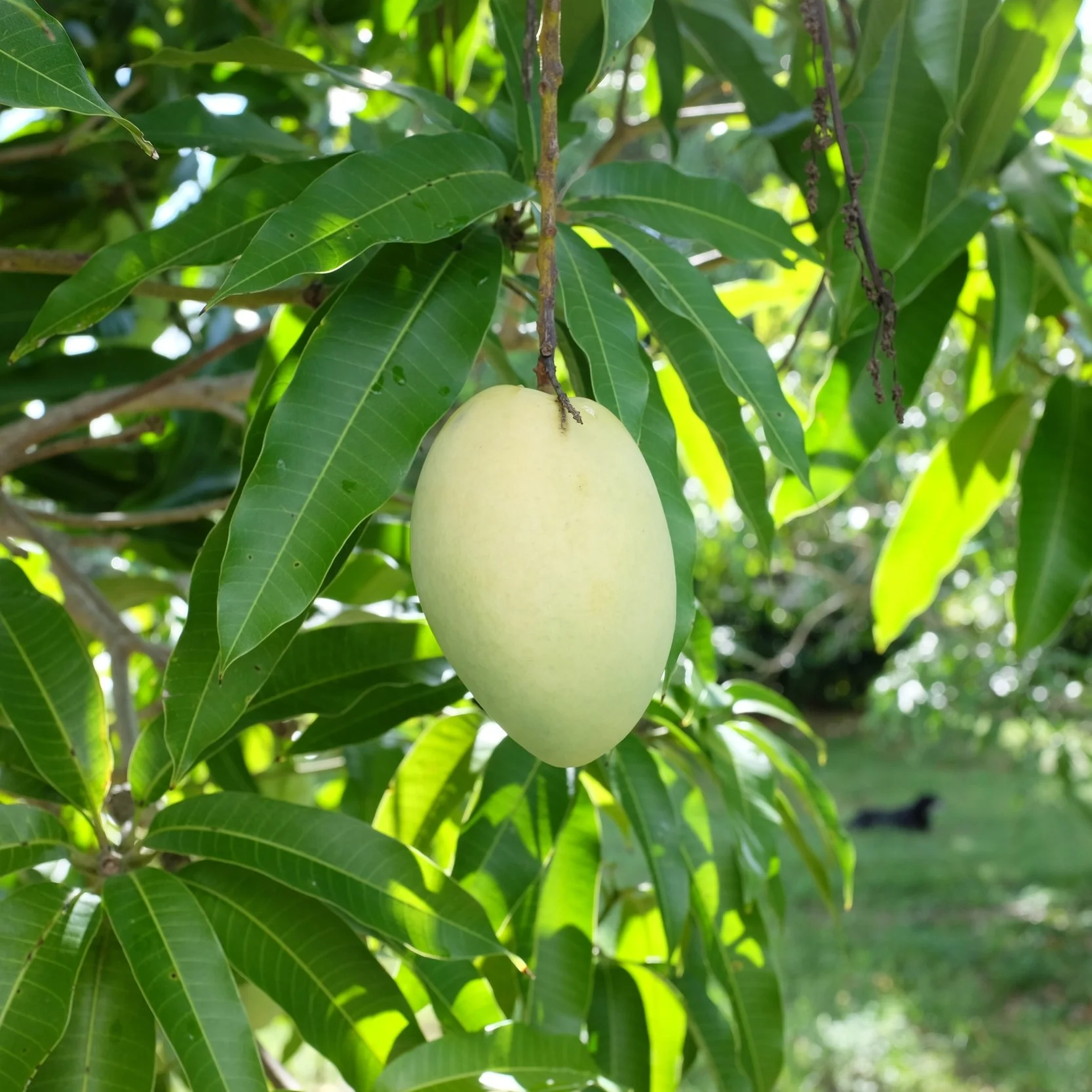 Fruit for Saturday, June 30, 2018