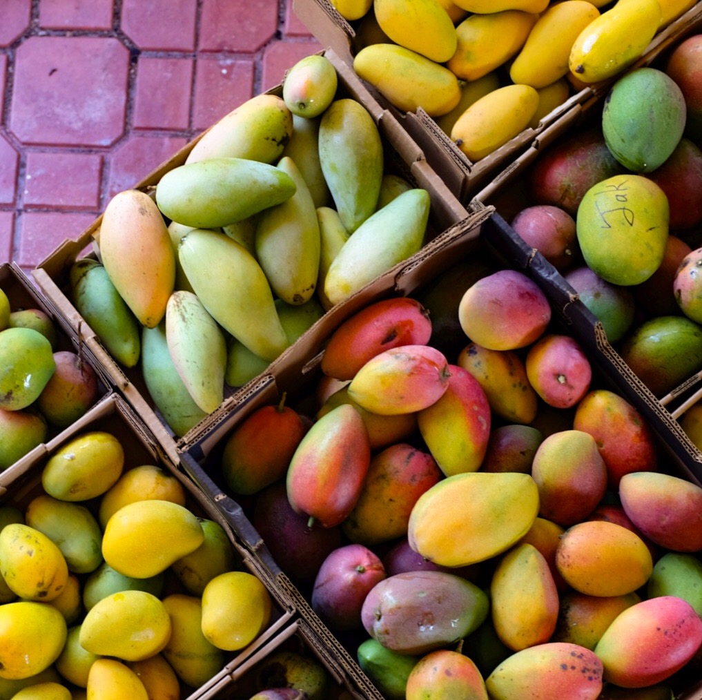 Mangos for Tuesday, July 3, 2018