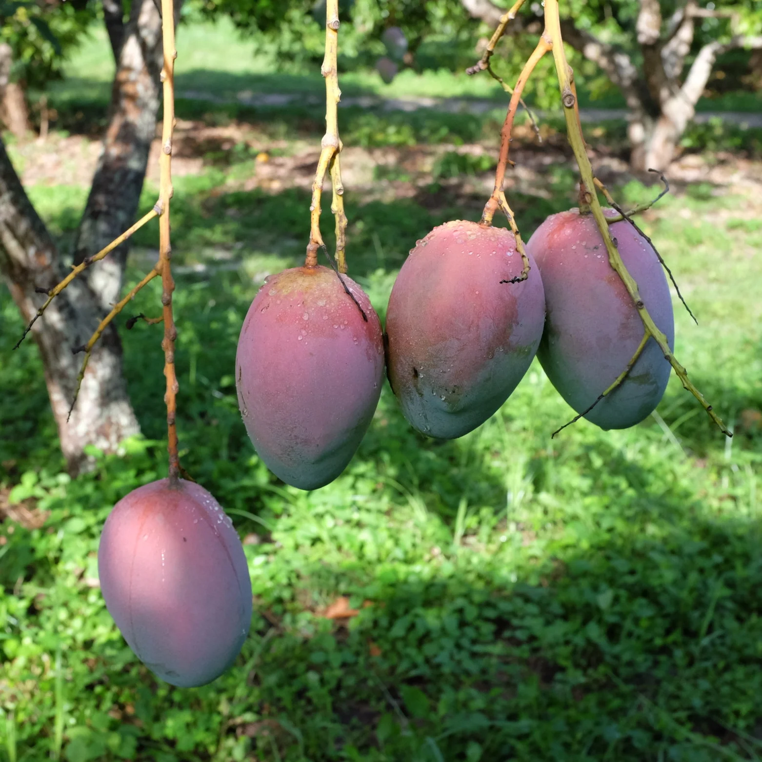 Mangos for Tuesday, July 10, 2018