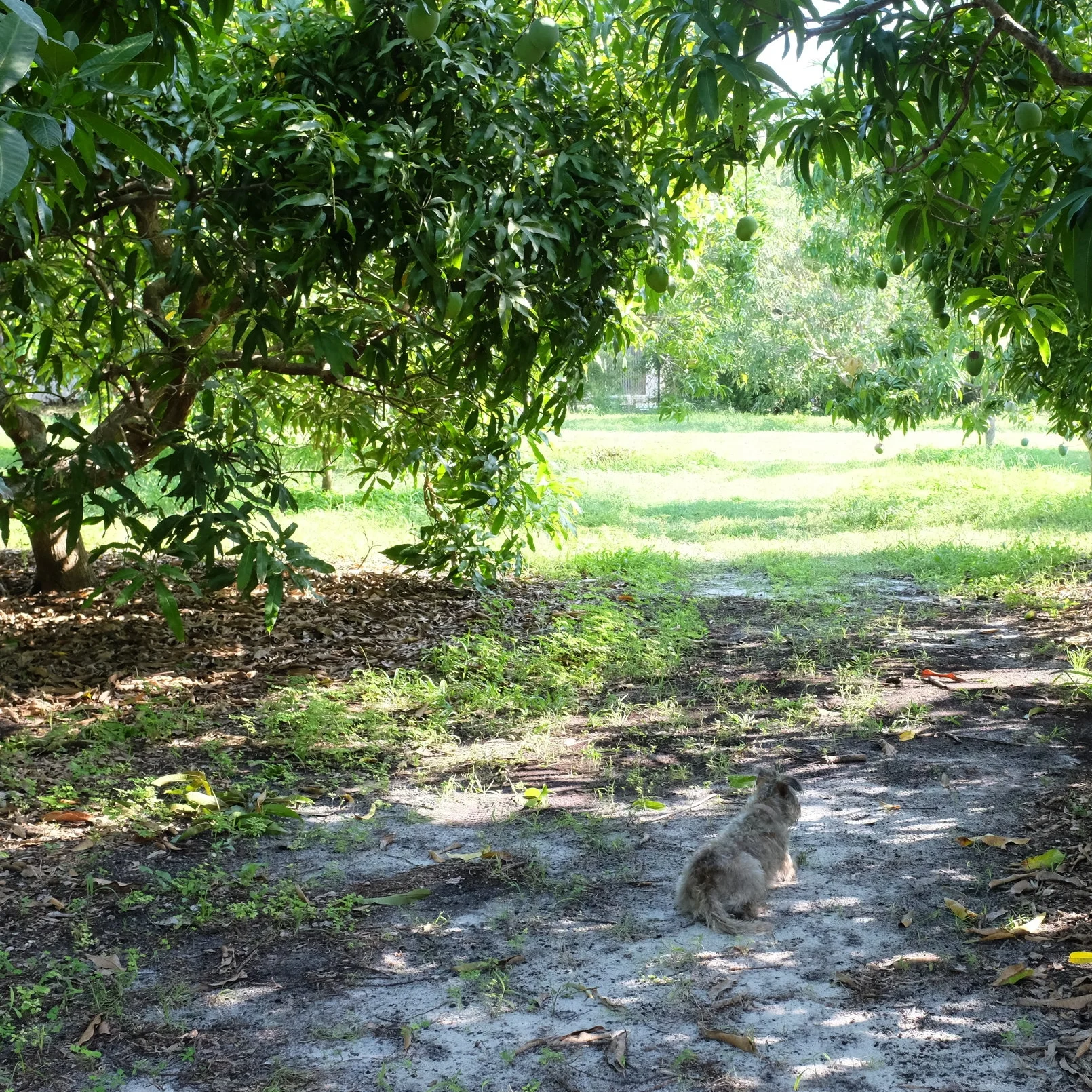 Changing Mango Hours