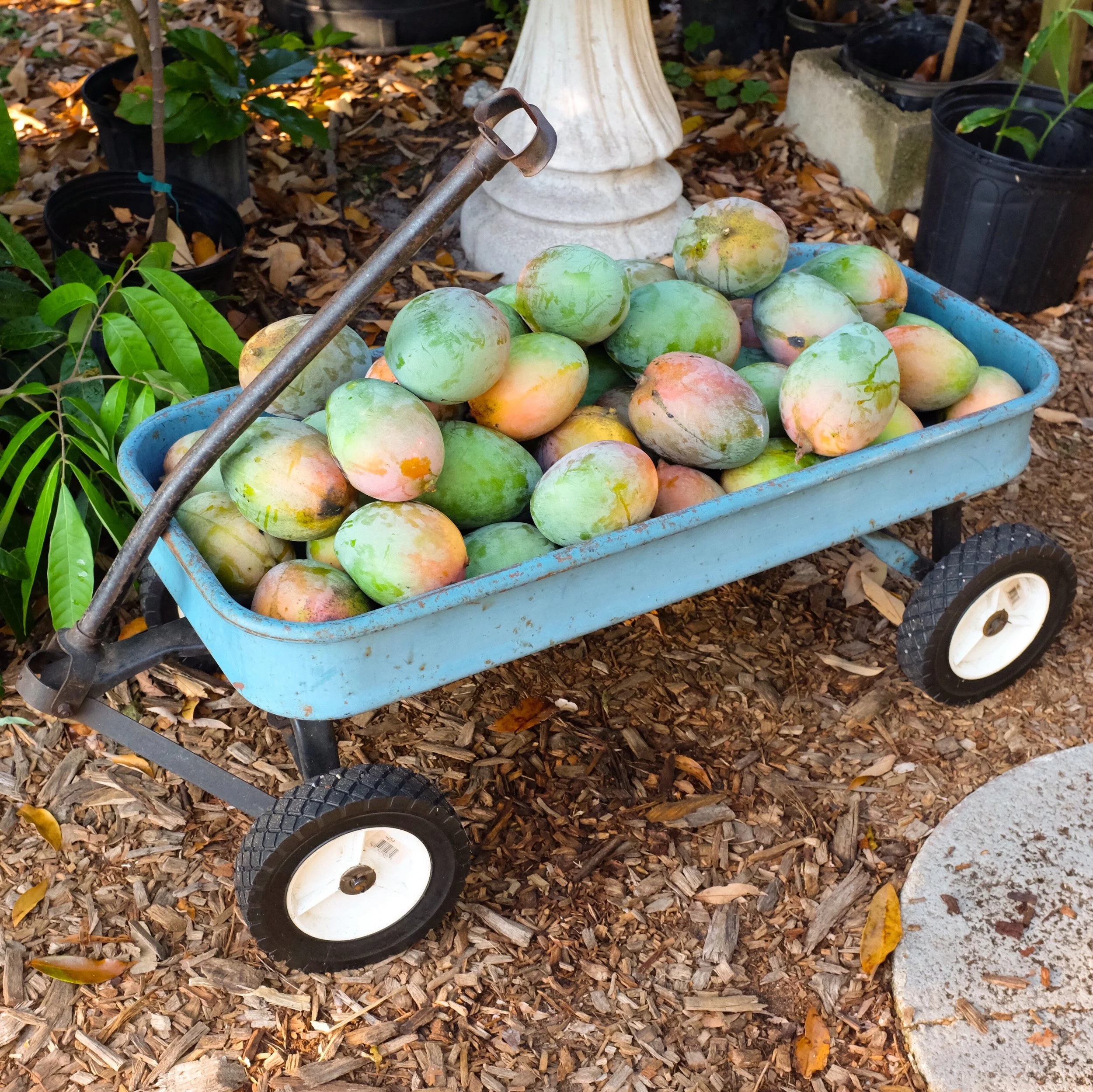 Mangos for Tuesday, July 17, 2018 