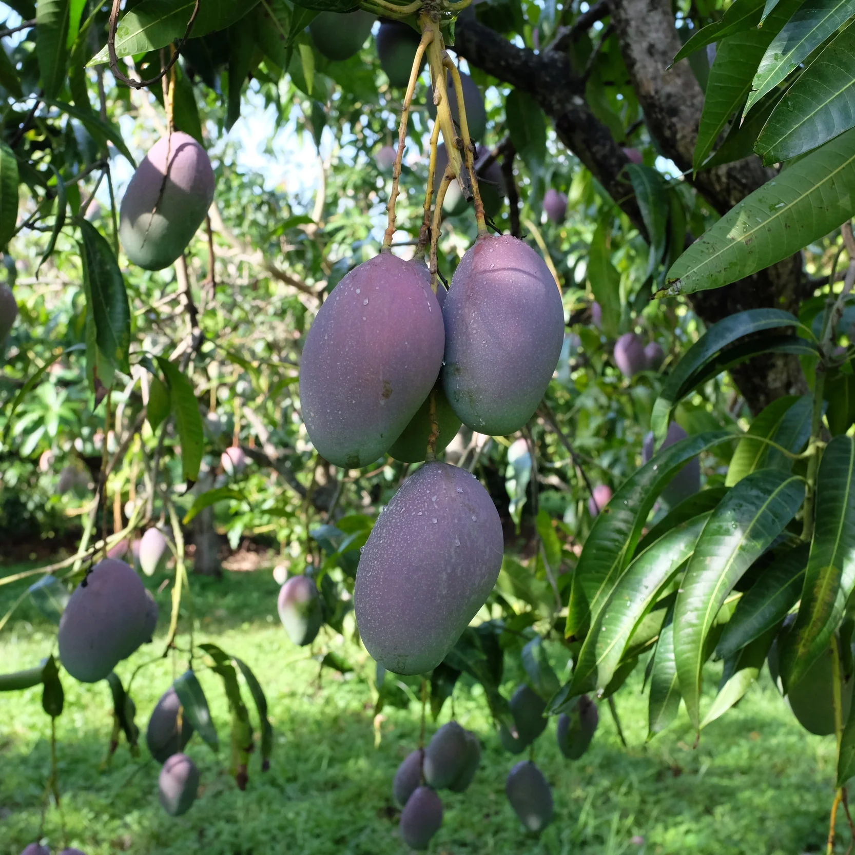 Mangos for Wednesday, July 18, 2018 