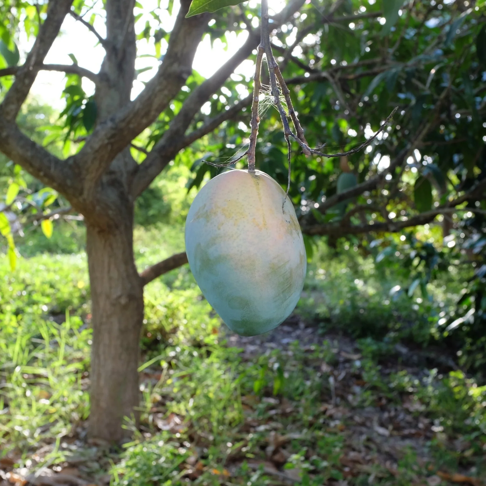 Fruit for Wednesday, July 25, 2018 