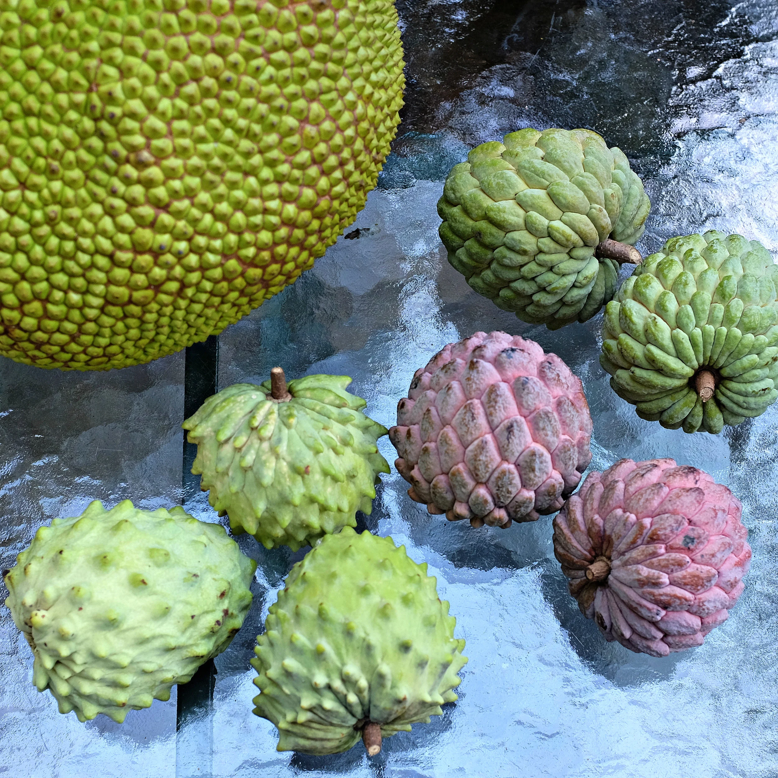 Mango Season Update Plus Jak Fruit and Sugar Apples