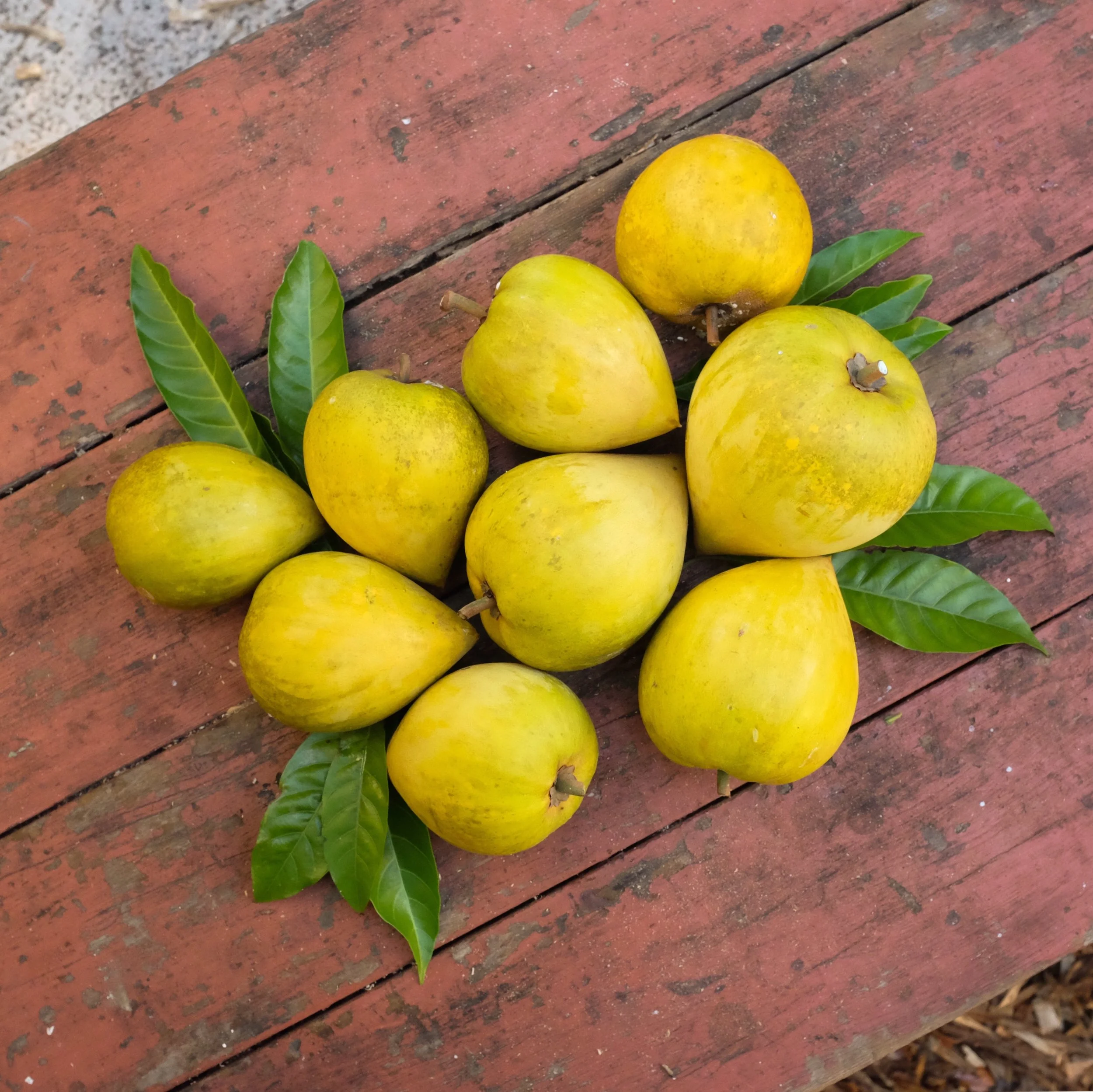 Fruit for Saturday, September 29, 2018