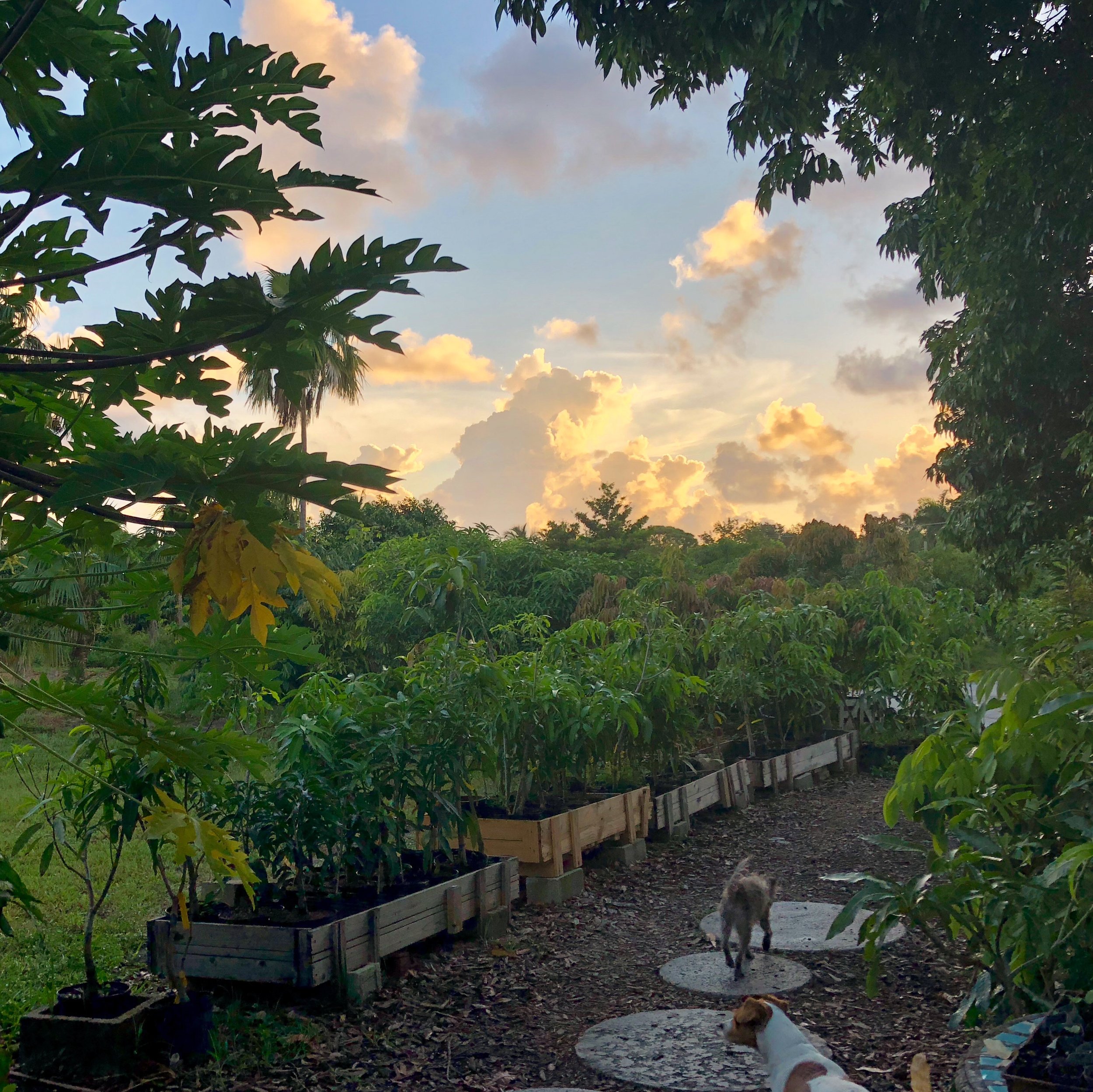 Fruit for Saturday, October 20, 2018