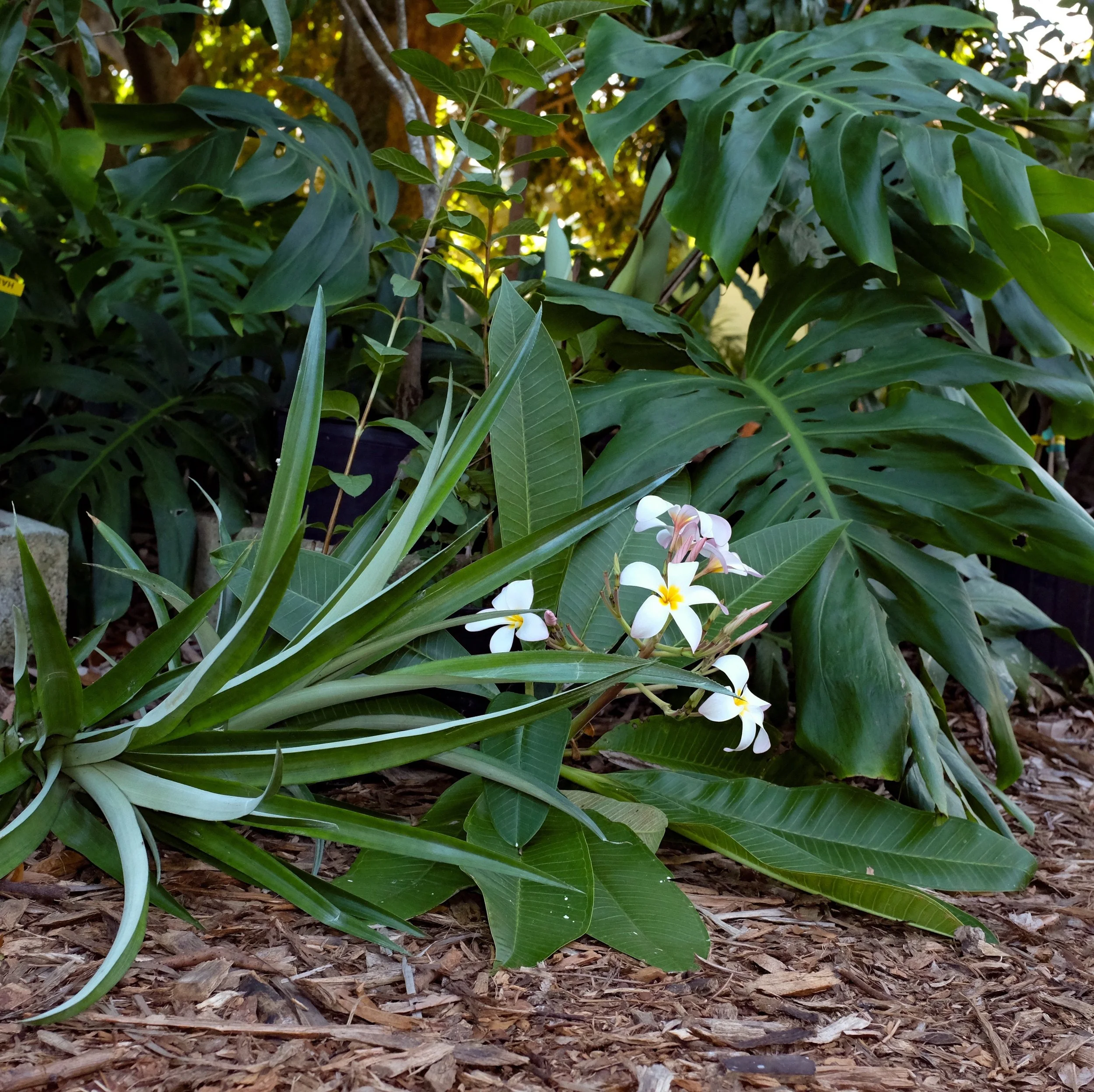 Annual Last Saturday of October Plant Sale!