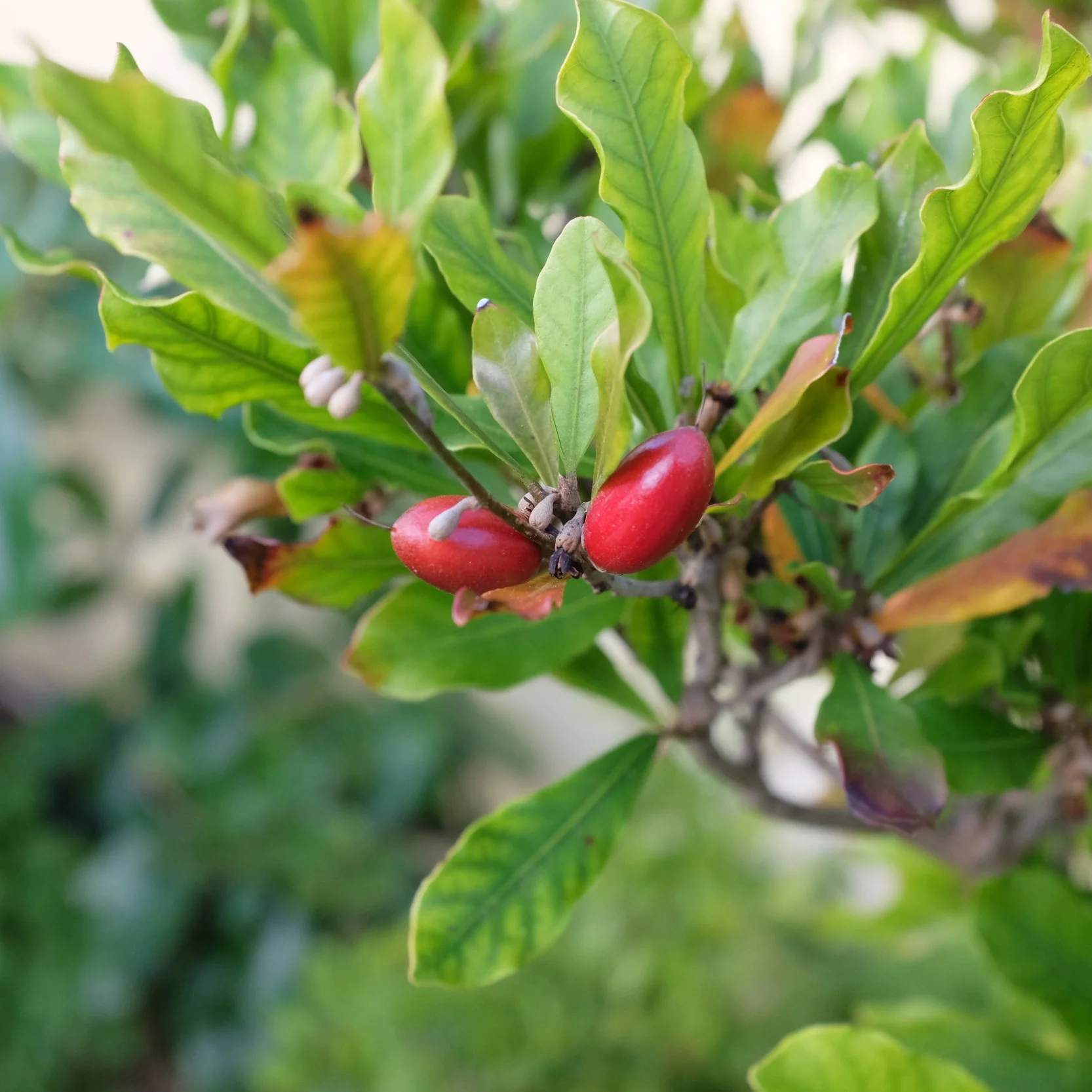 Fruit for Saturday, October 27, 2018 and Annual Plant Sale!