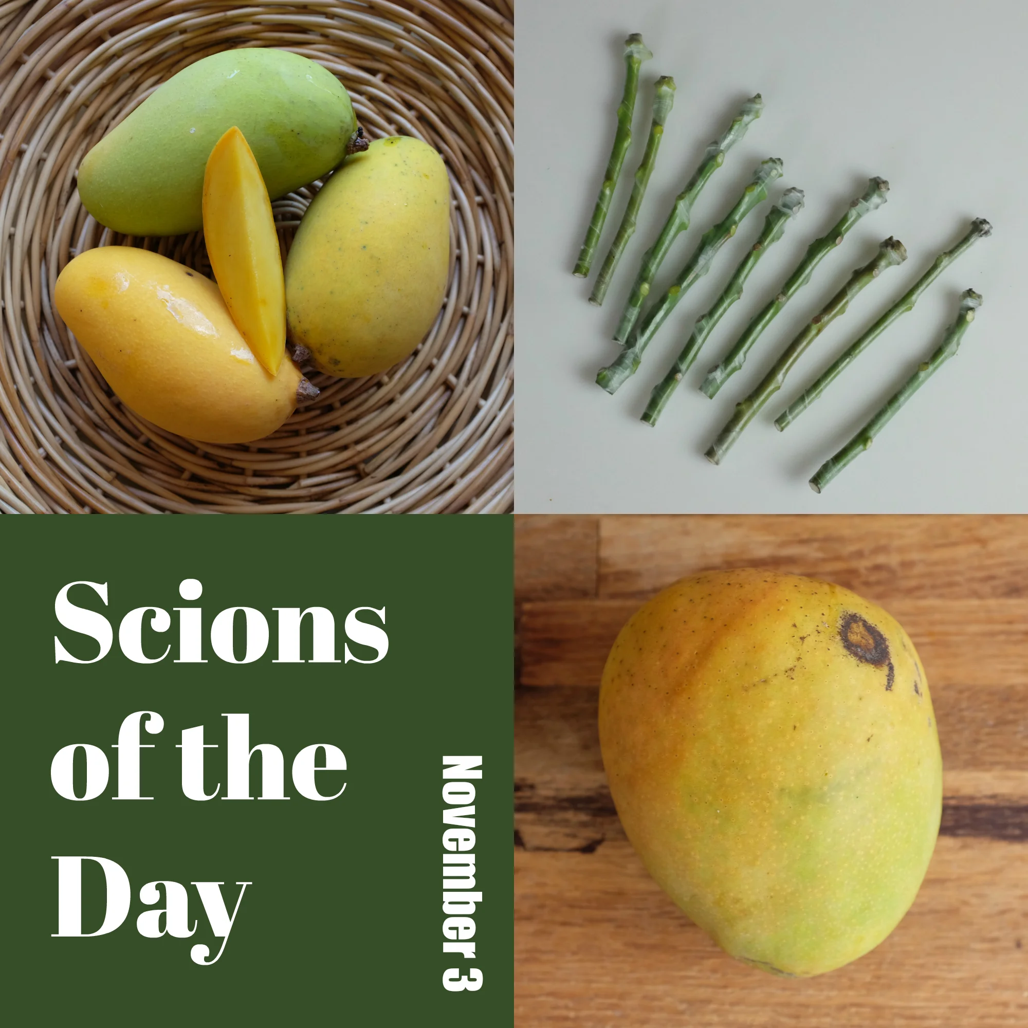 Scions of the Day for November 3