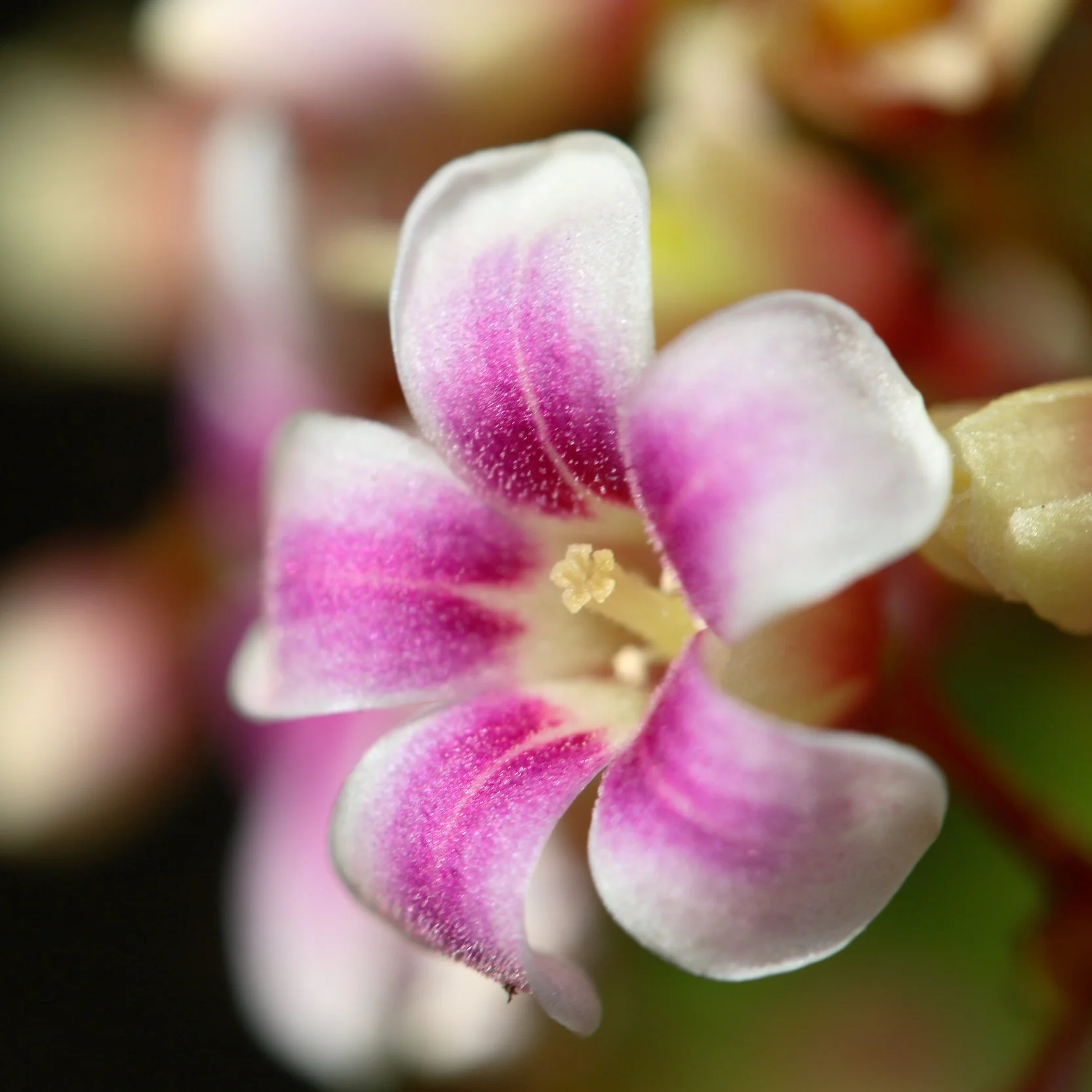 Fruit for Saturday, November 3, 2018 and FREE White Sapote Wood