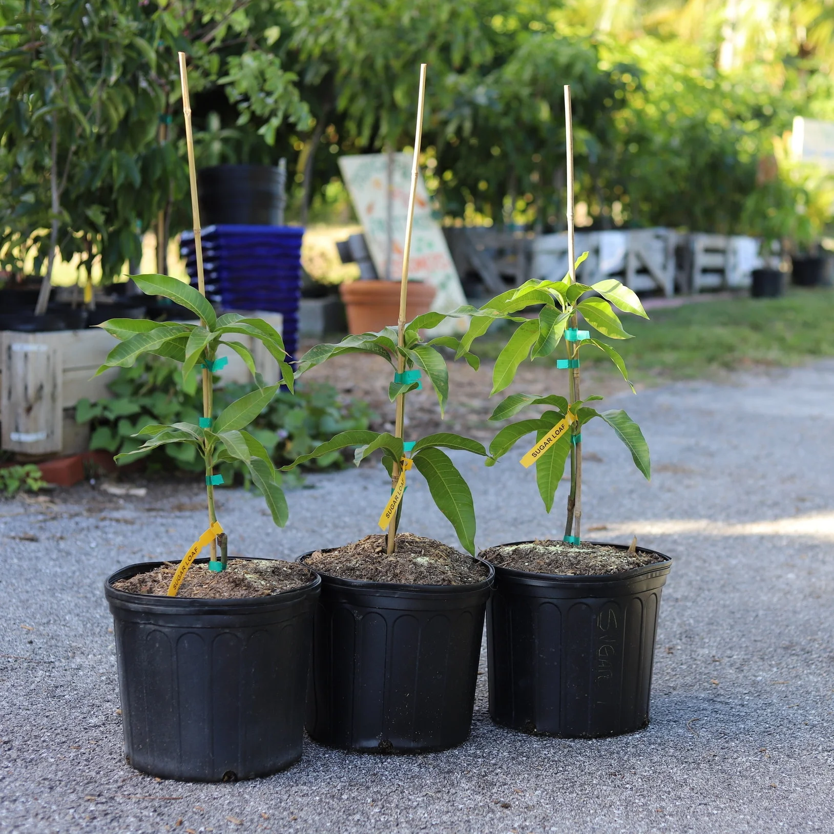 'Sugar Loaf' Mango Trees! ...and Fruit for Saturday, November 17, 2018