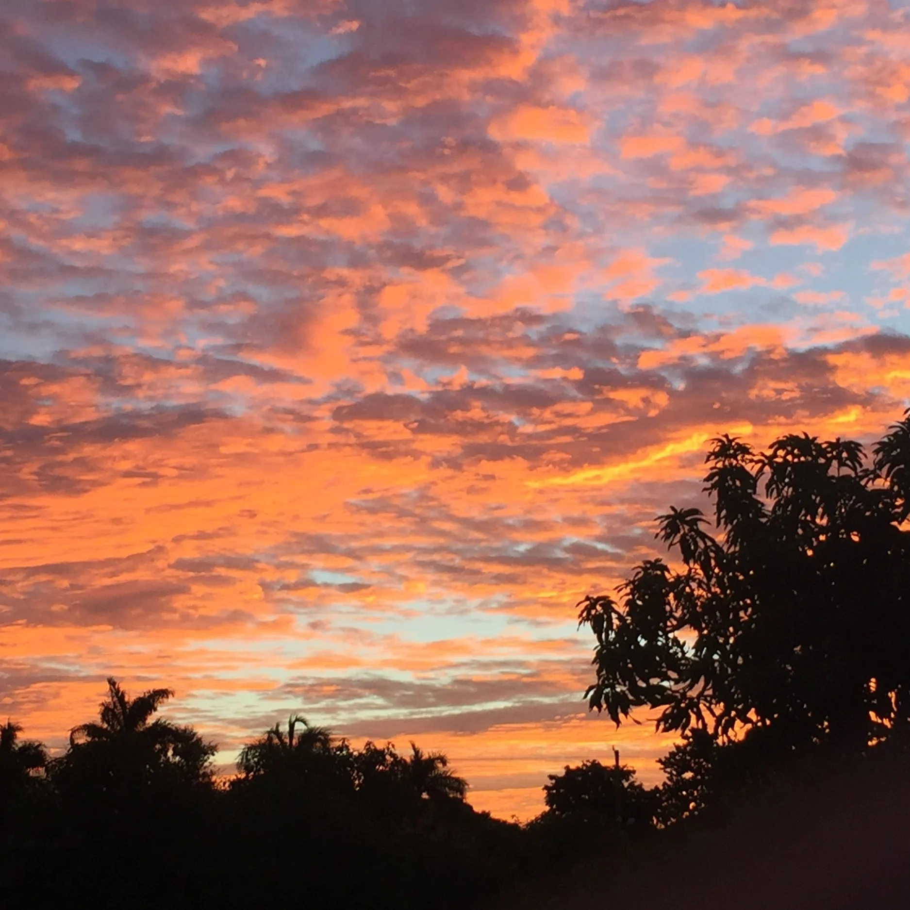 Fruit for Saturday, December 1, 2018