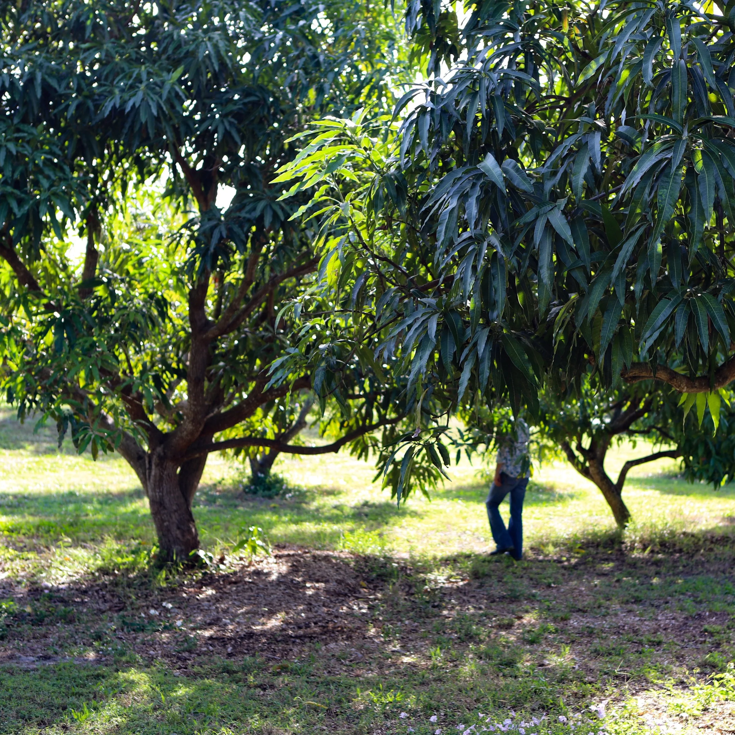 Fruit for Saturday, January 5, 2019