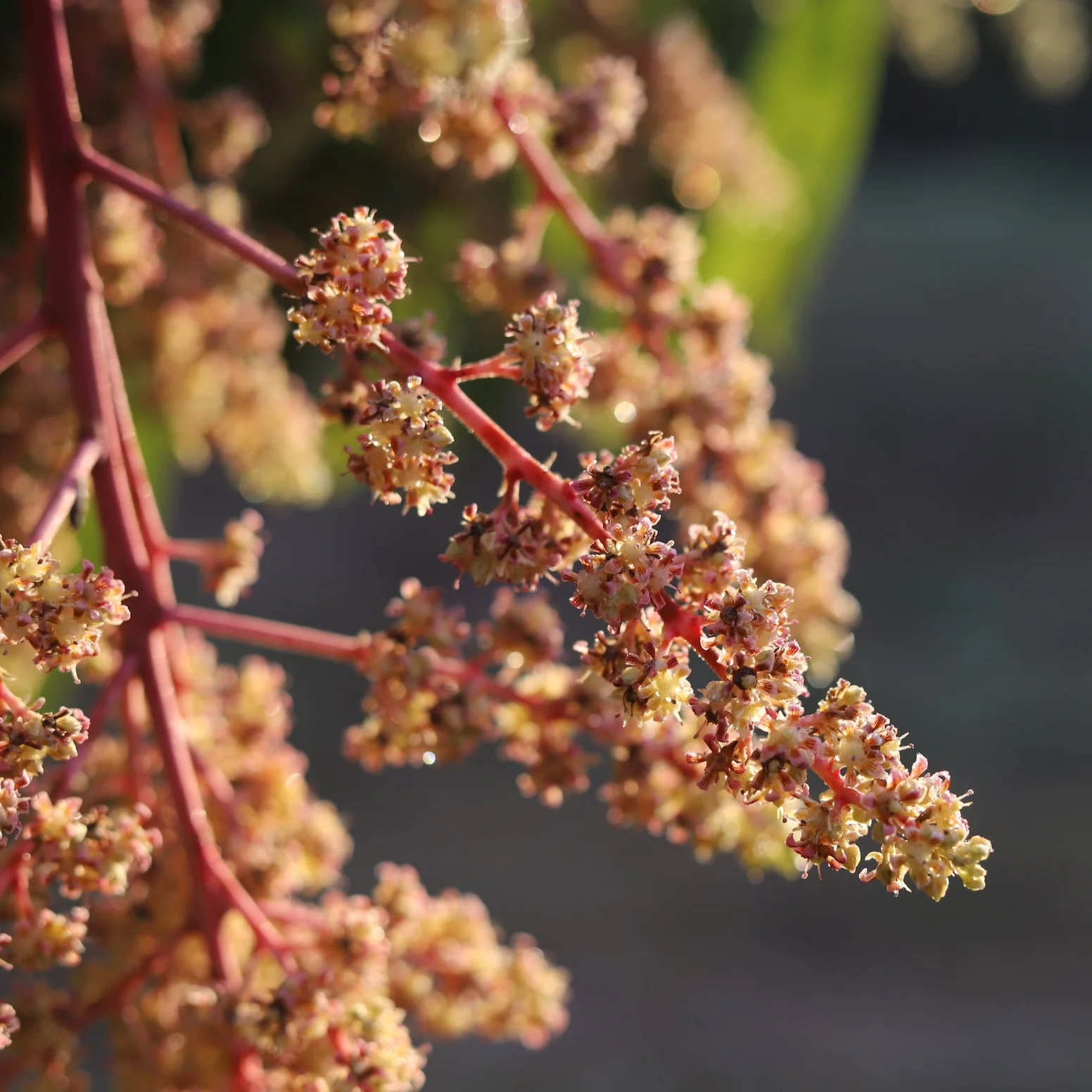 Fruit for Saturday, January 26, 2019