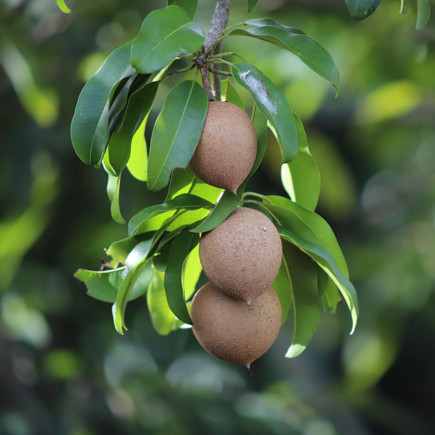 Fruit for Saturday, March 23, 2019