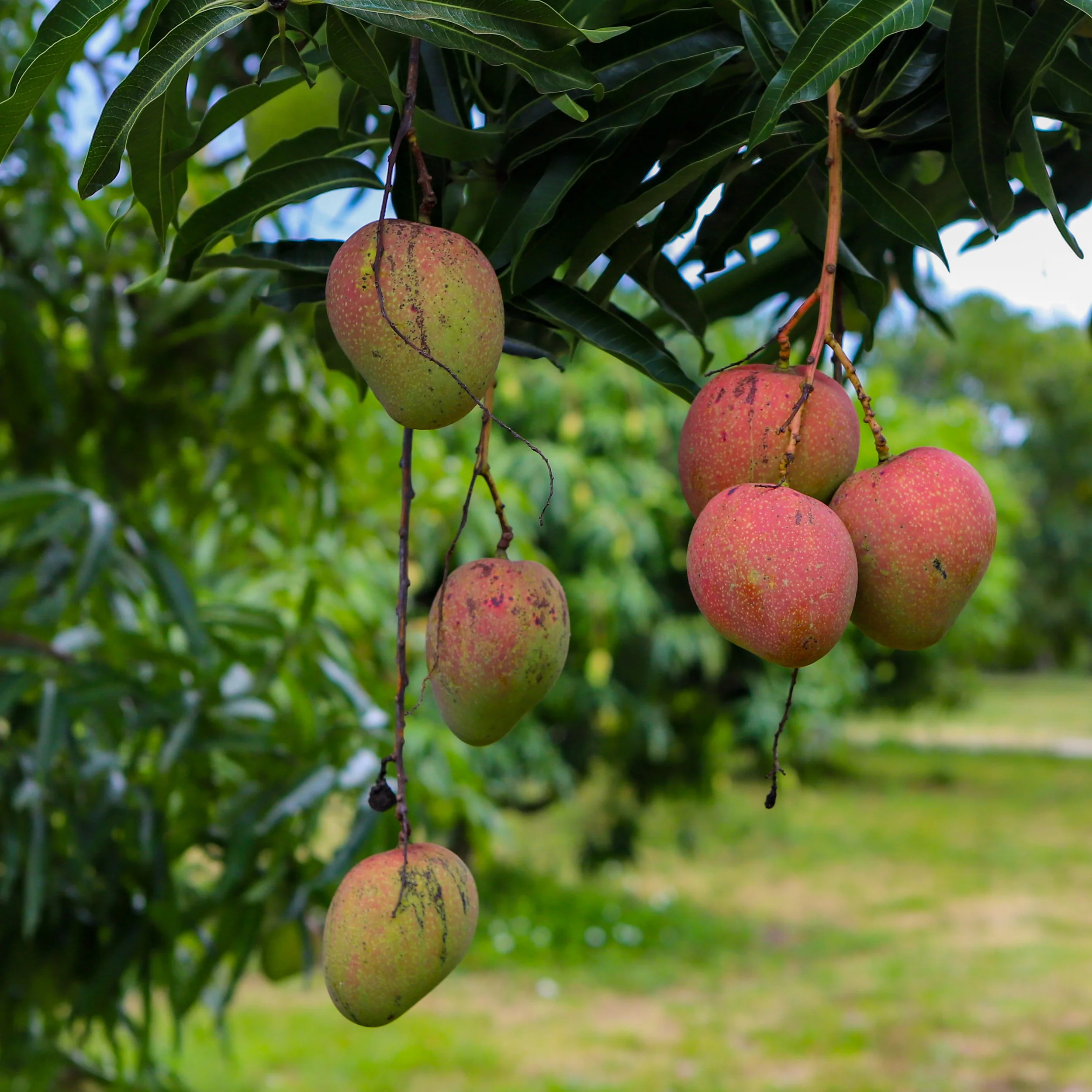Fruit for Saturday, April 27, 2019