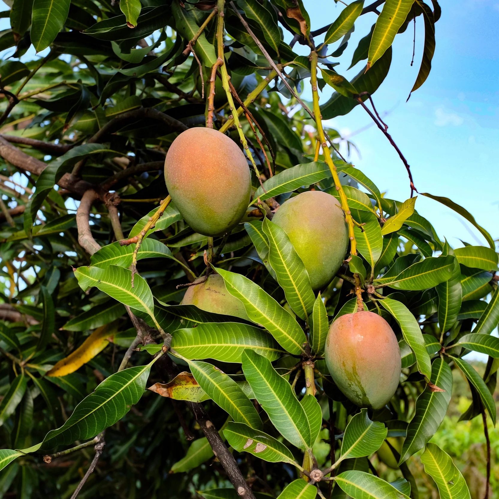 Mangos for Wednesday, May 29, 2019