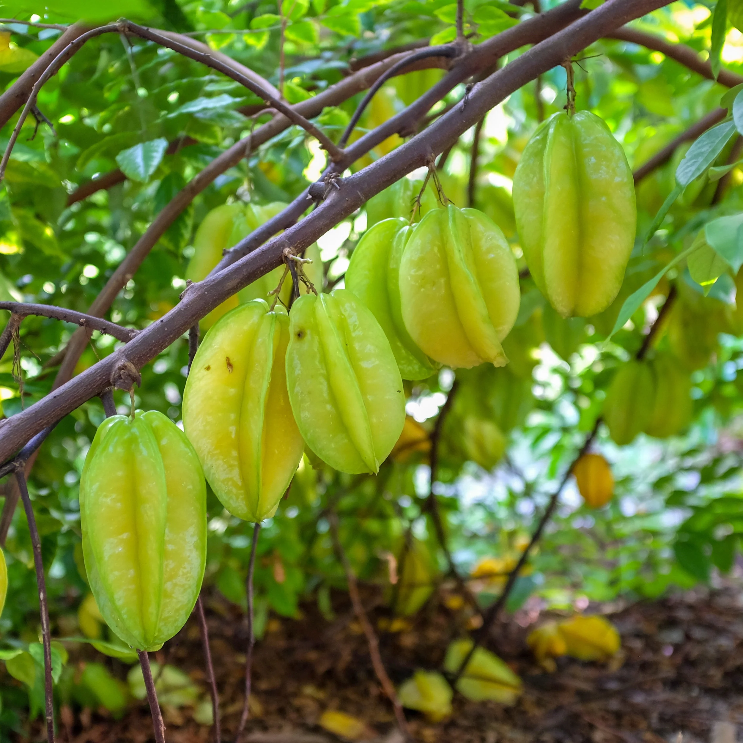 Fruit for Saturday, August 10, 2019