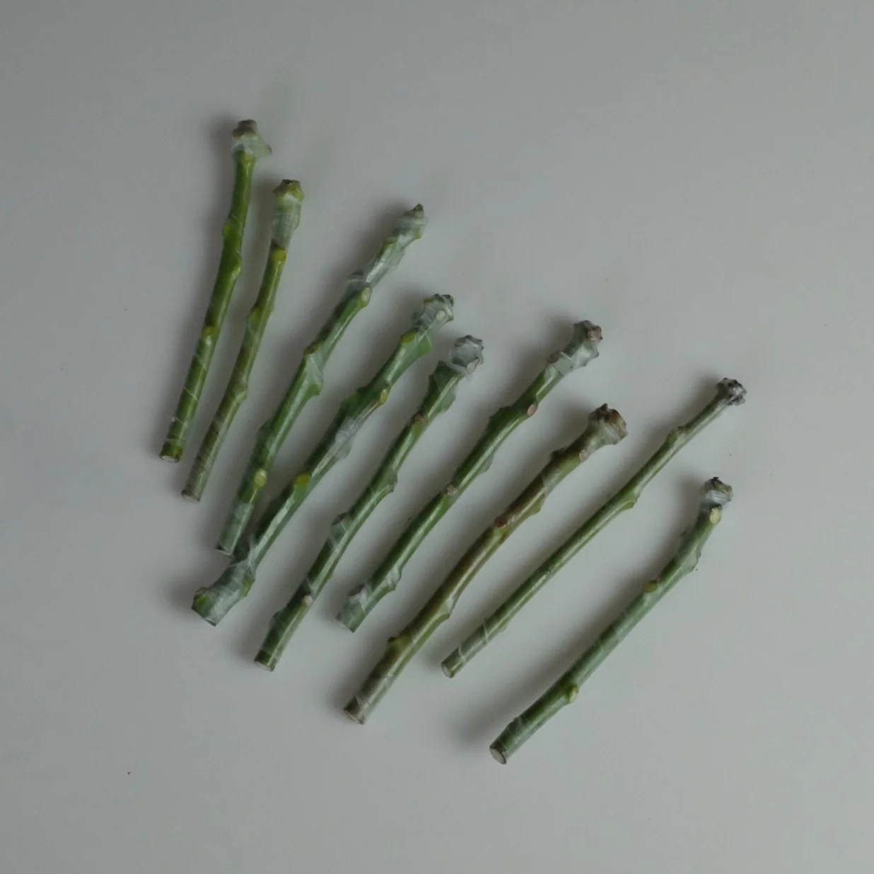 DSCF6138.jpg