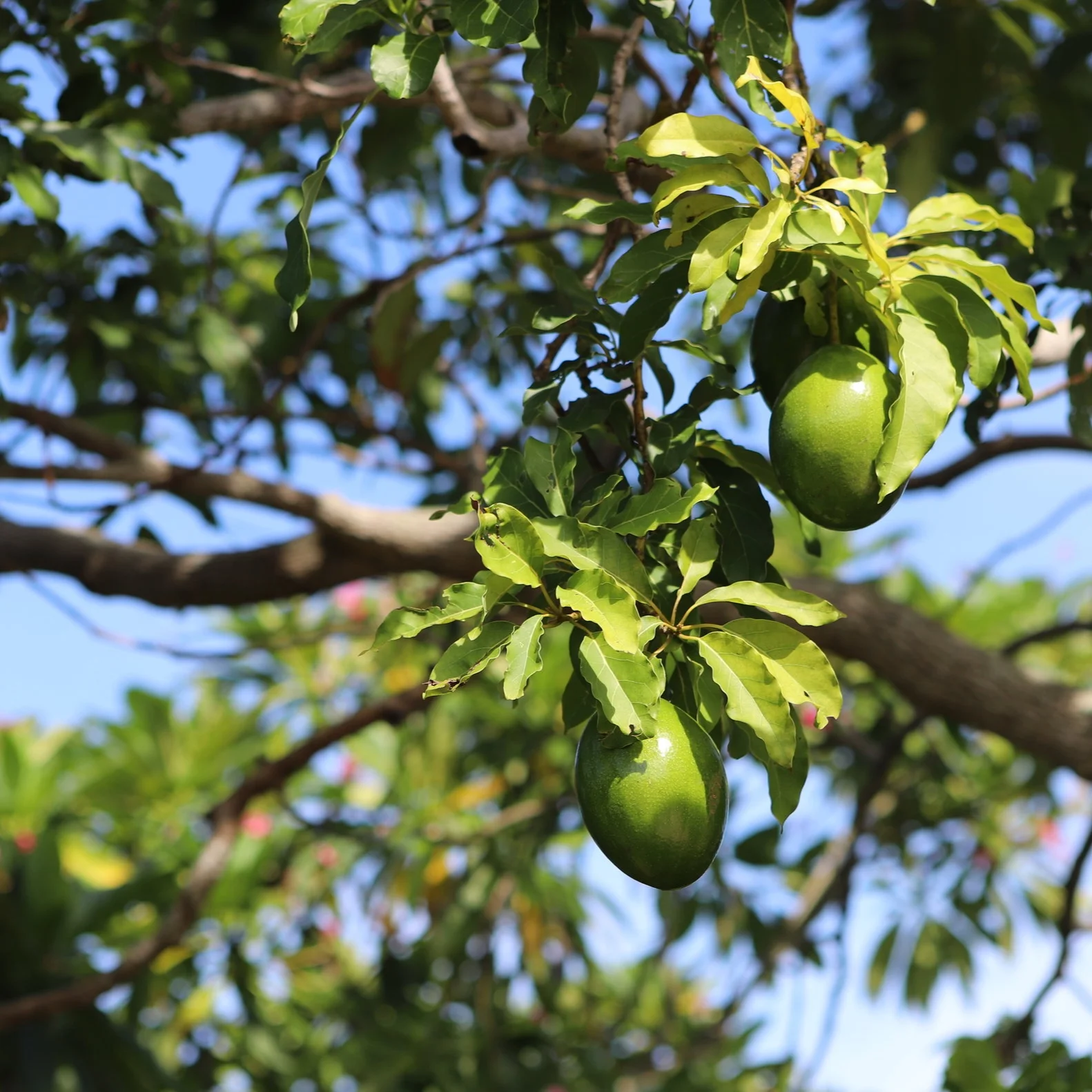 Fruit for Saturday, September 21, 2019