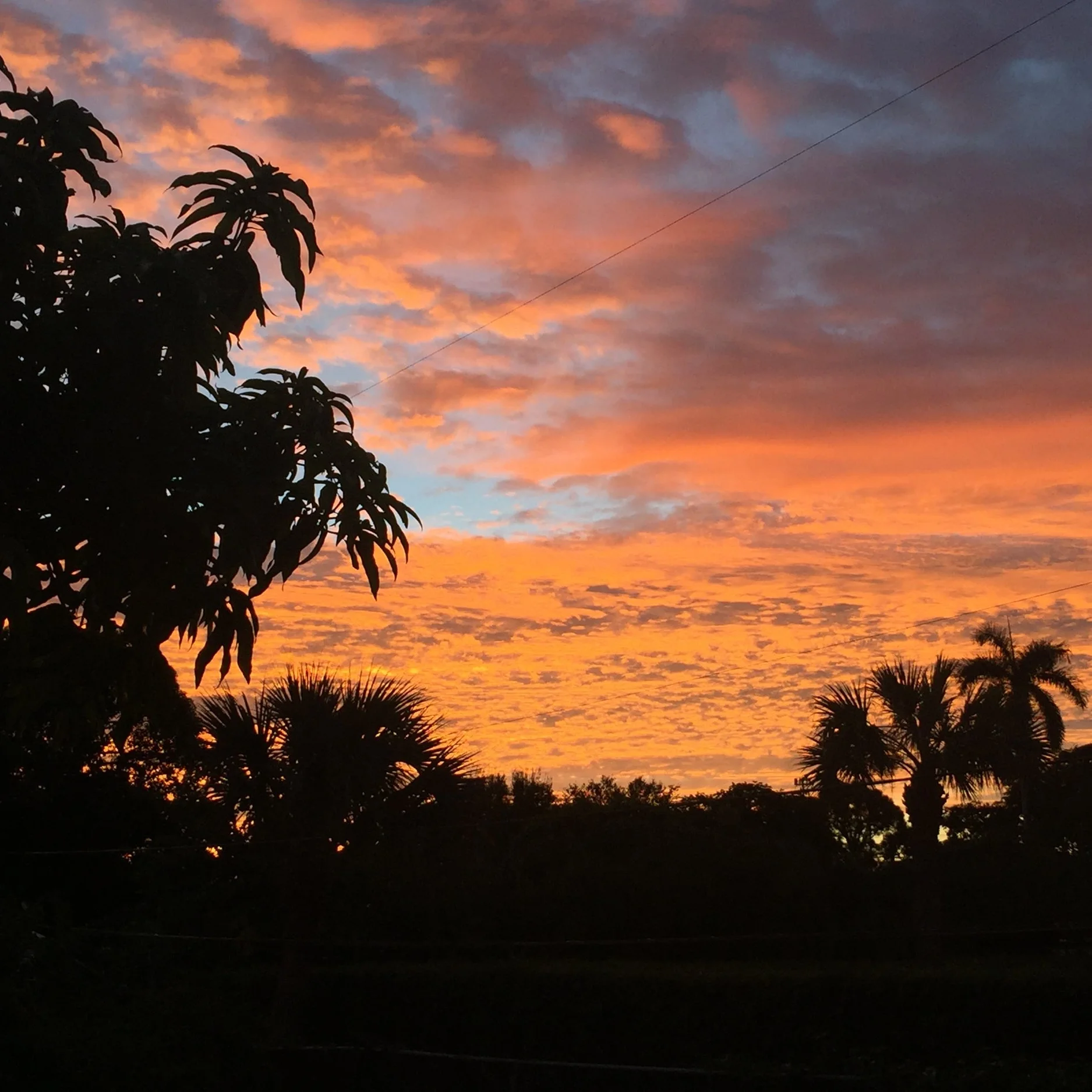 Fruit for Saturday, October 19, 2019