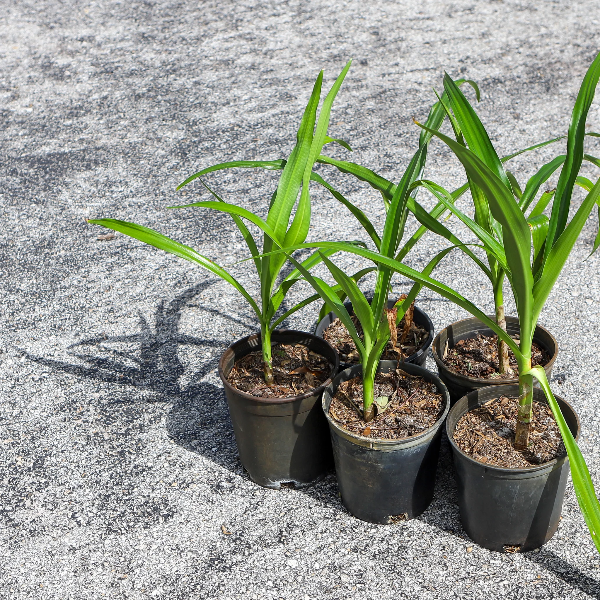 Fruit for Saturday, October 26, 2019