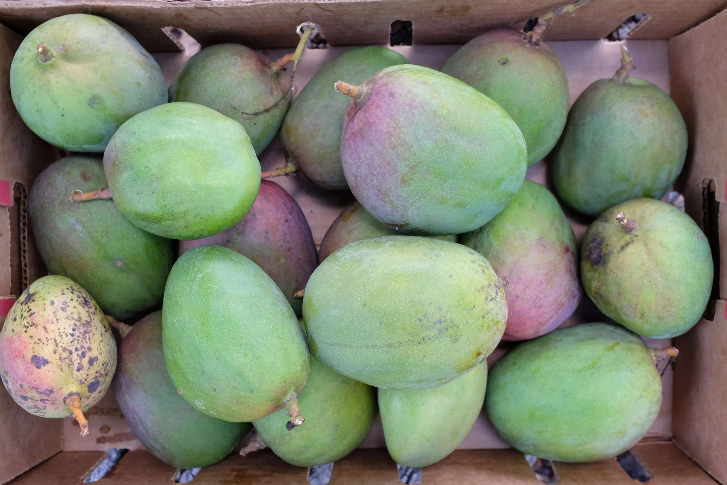 'Julie' Mangos for Pickup Monday, July 3, 2023 — The Mango Place