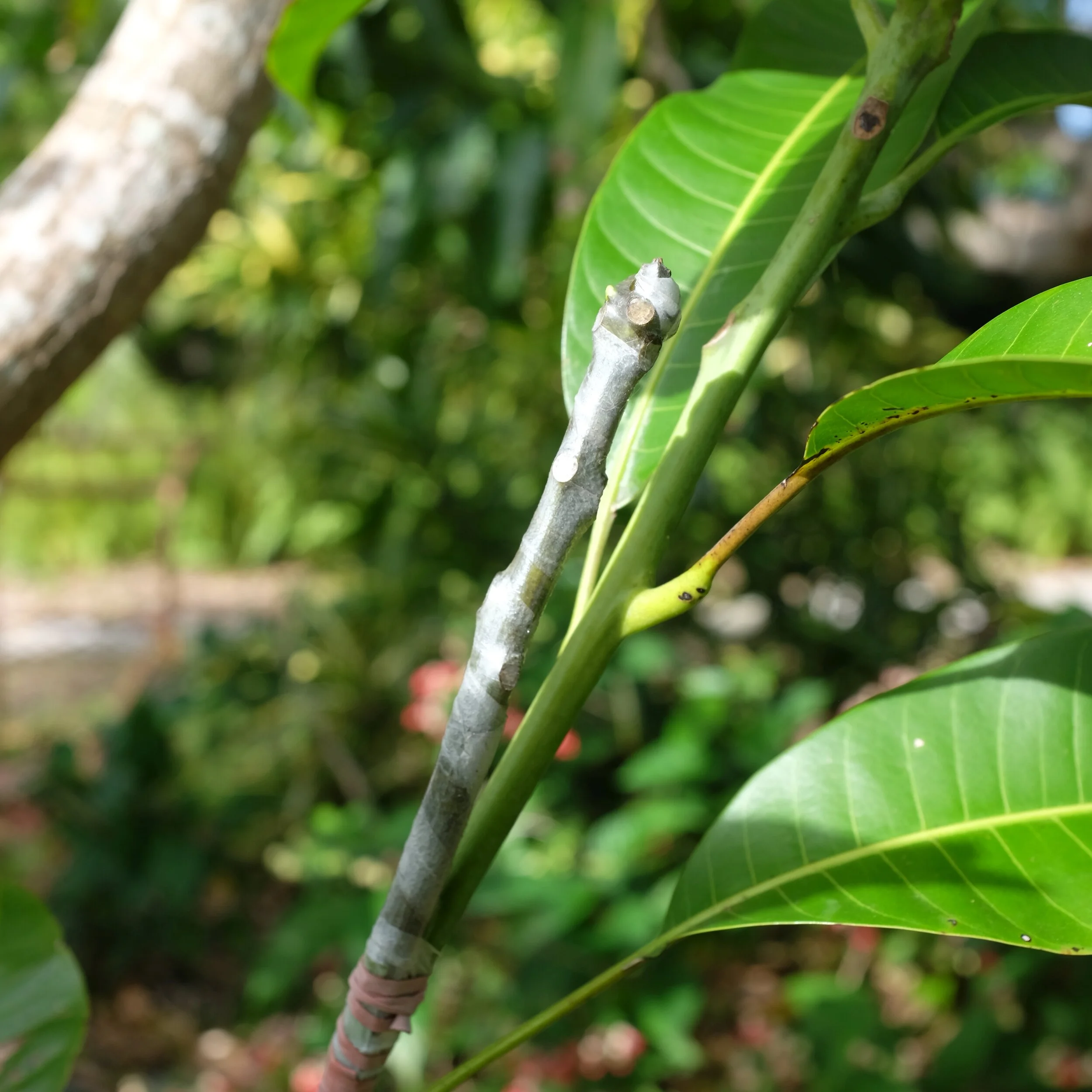 Mango Scion Order Deadline is TODAY!