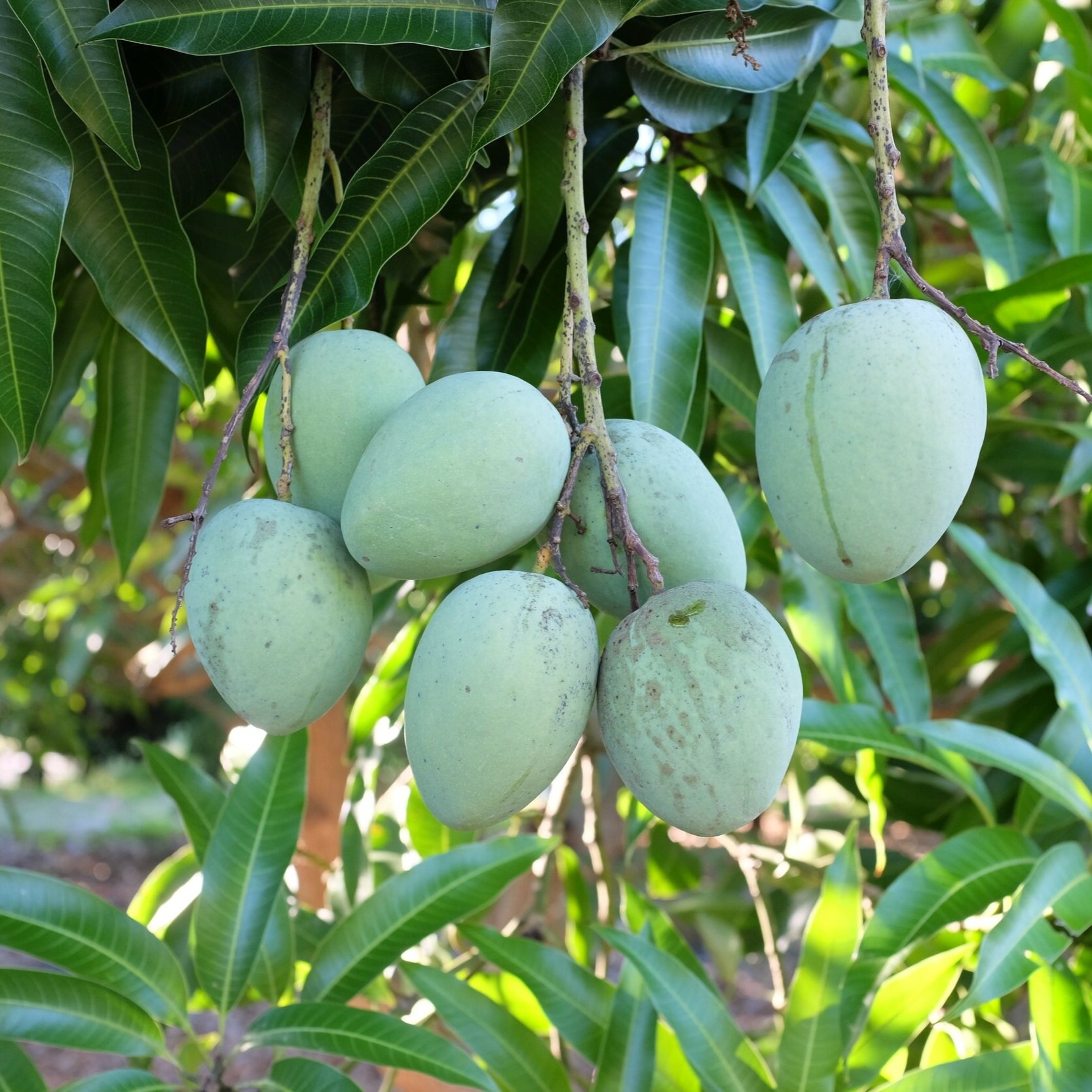 Mangos for Wednesday, May 27, 2020 (Pickup Orders ONLY)
