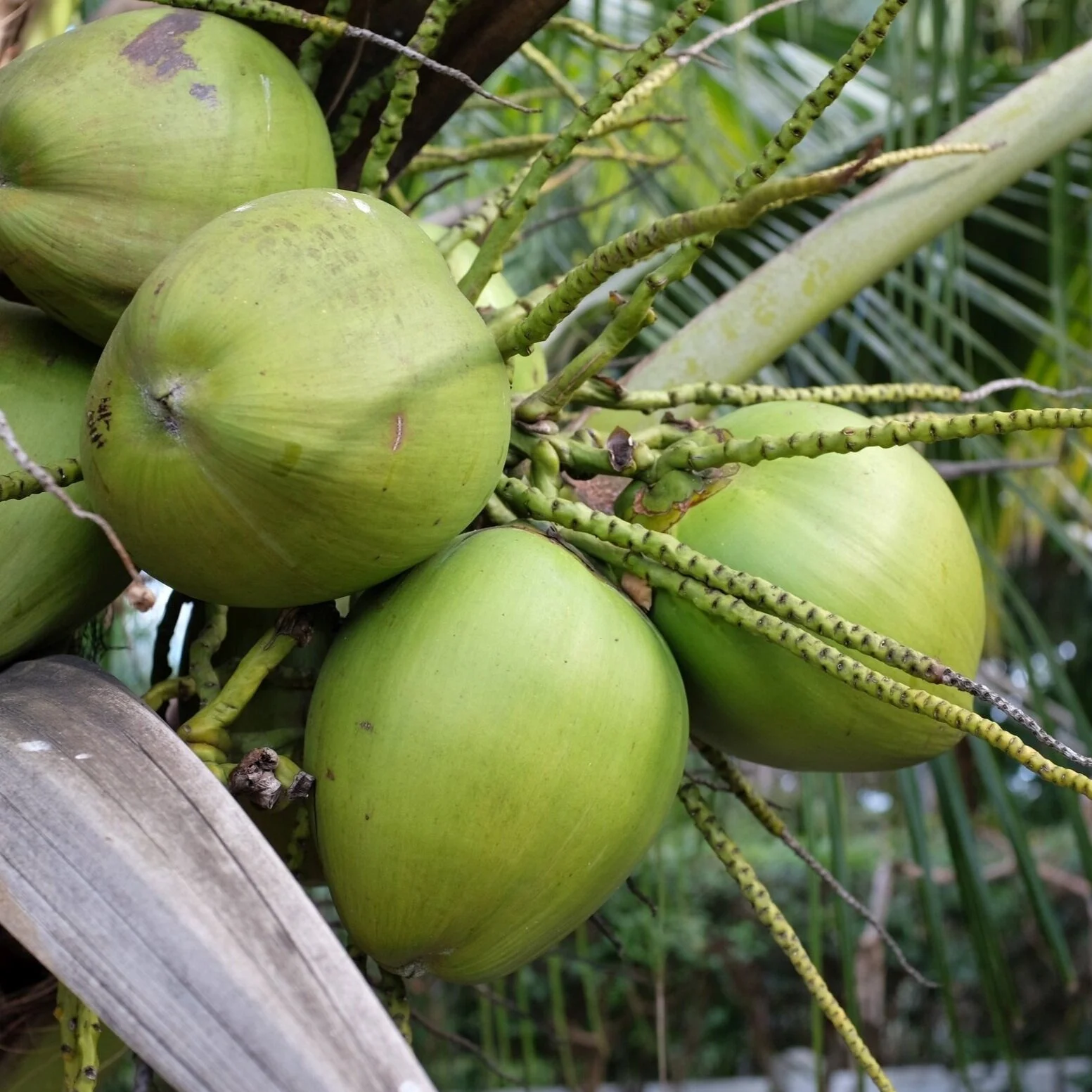 Fruit for Saturday, February 20, 2021