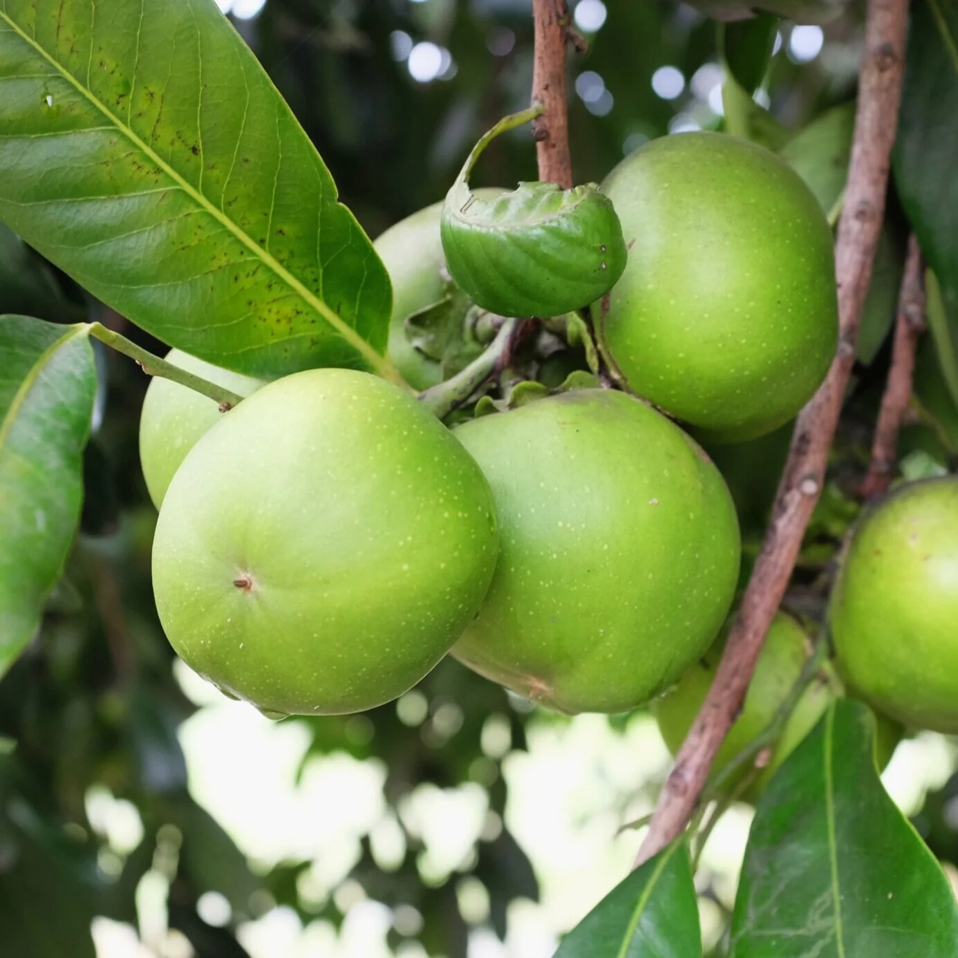 Fruit for Saturday, May 8, 2021