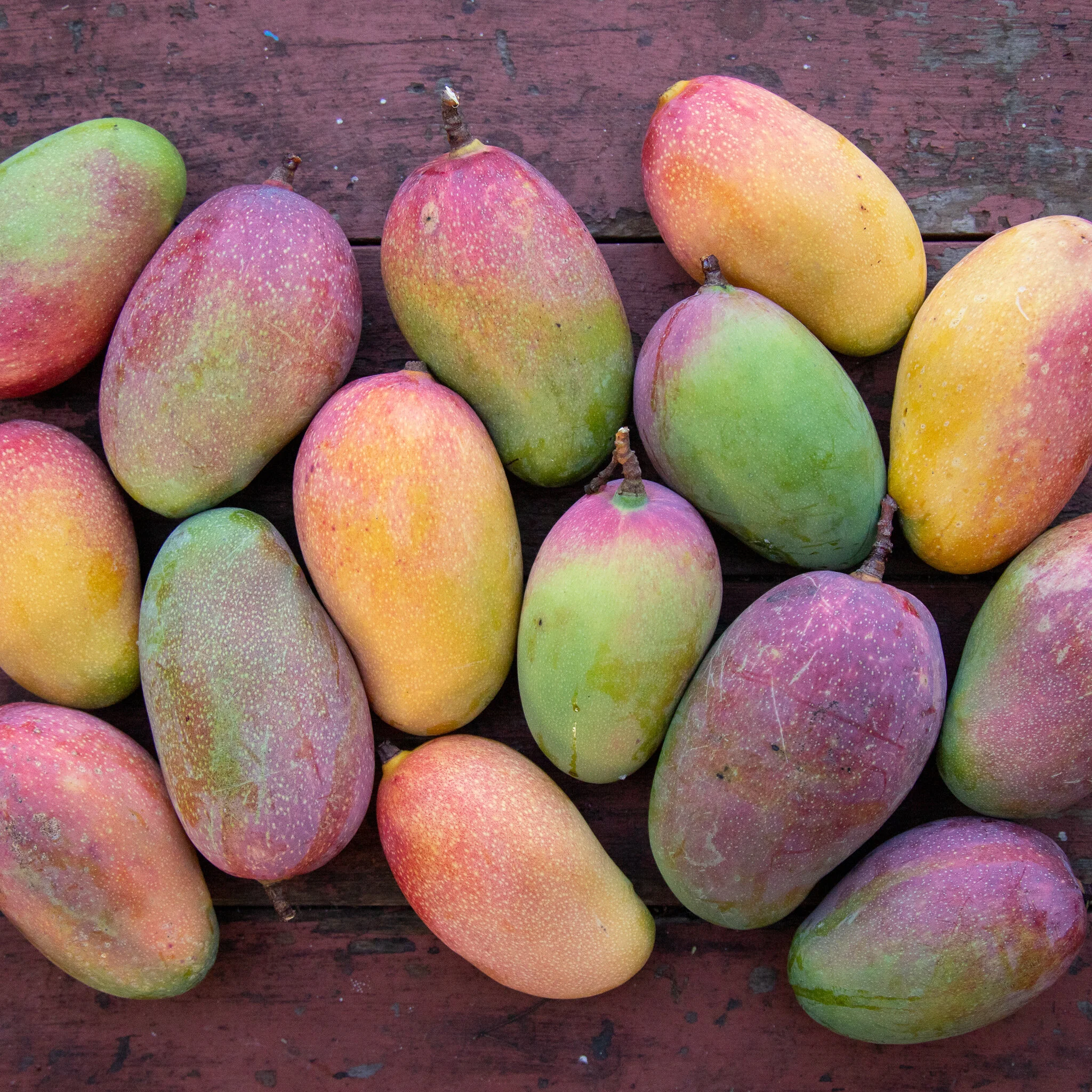Mangos for Wednesday, June 23, 2021! Online Ordering Available!