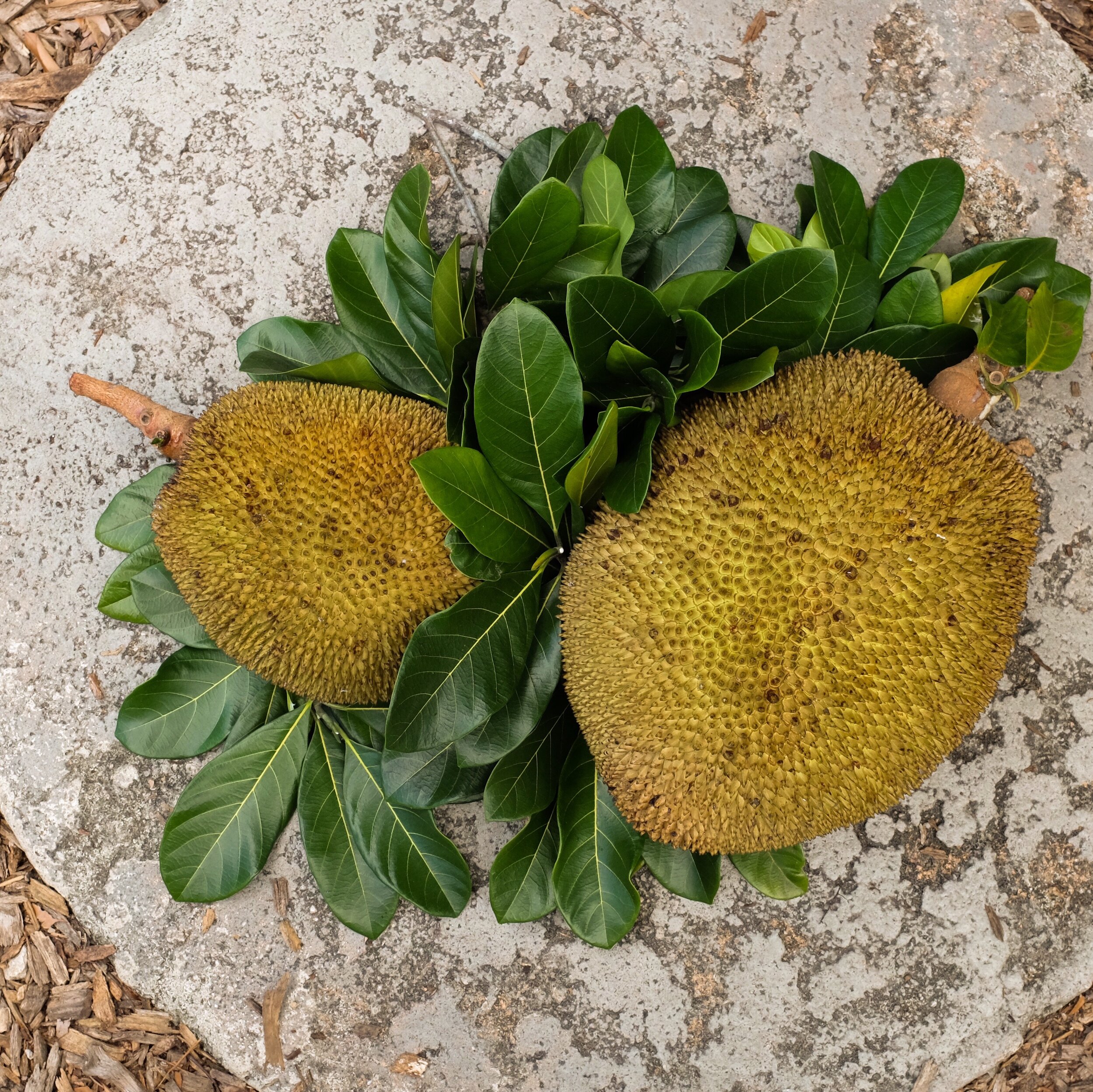 Fruit for Saturday, September 11, 2021