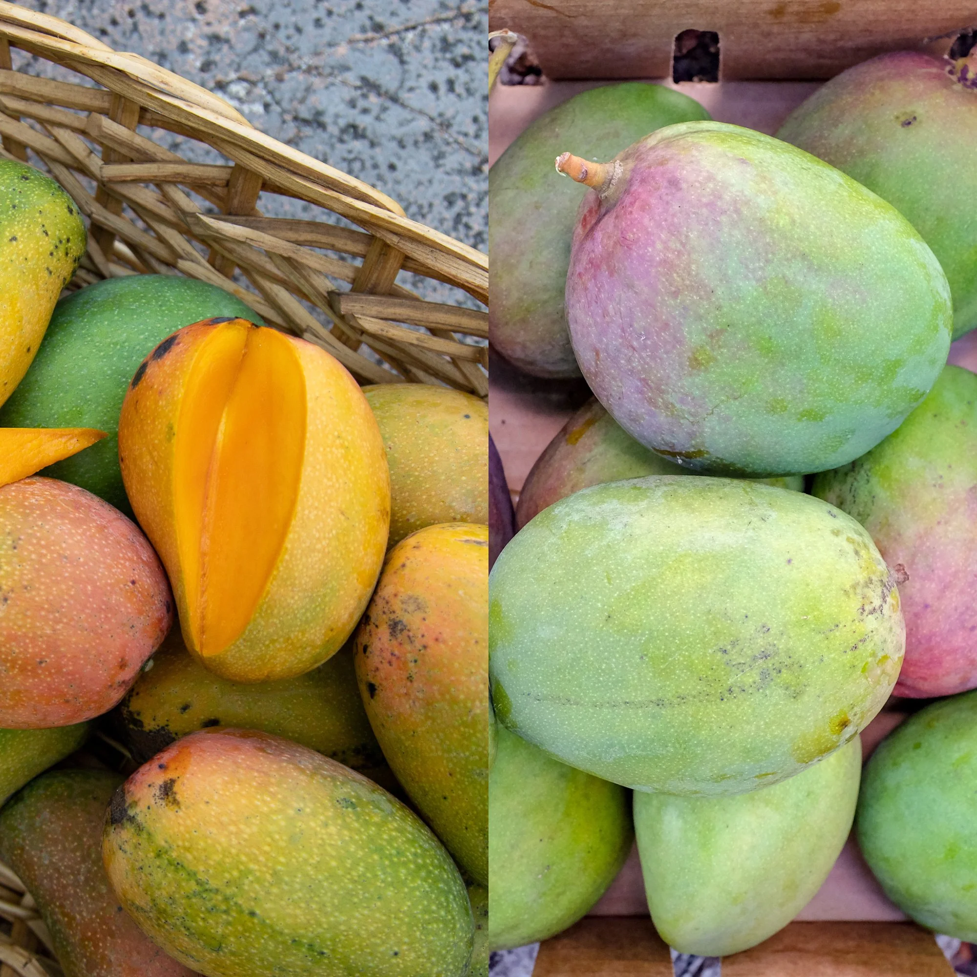 Caribbean Mangos including 'East Indian' for Pickup Wednesday June 1