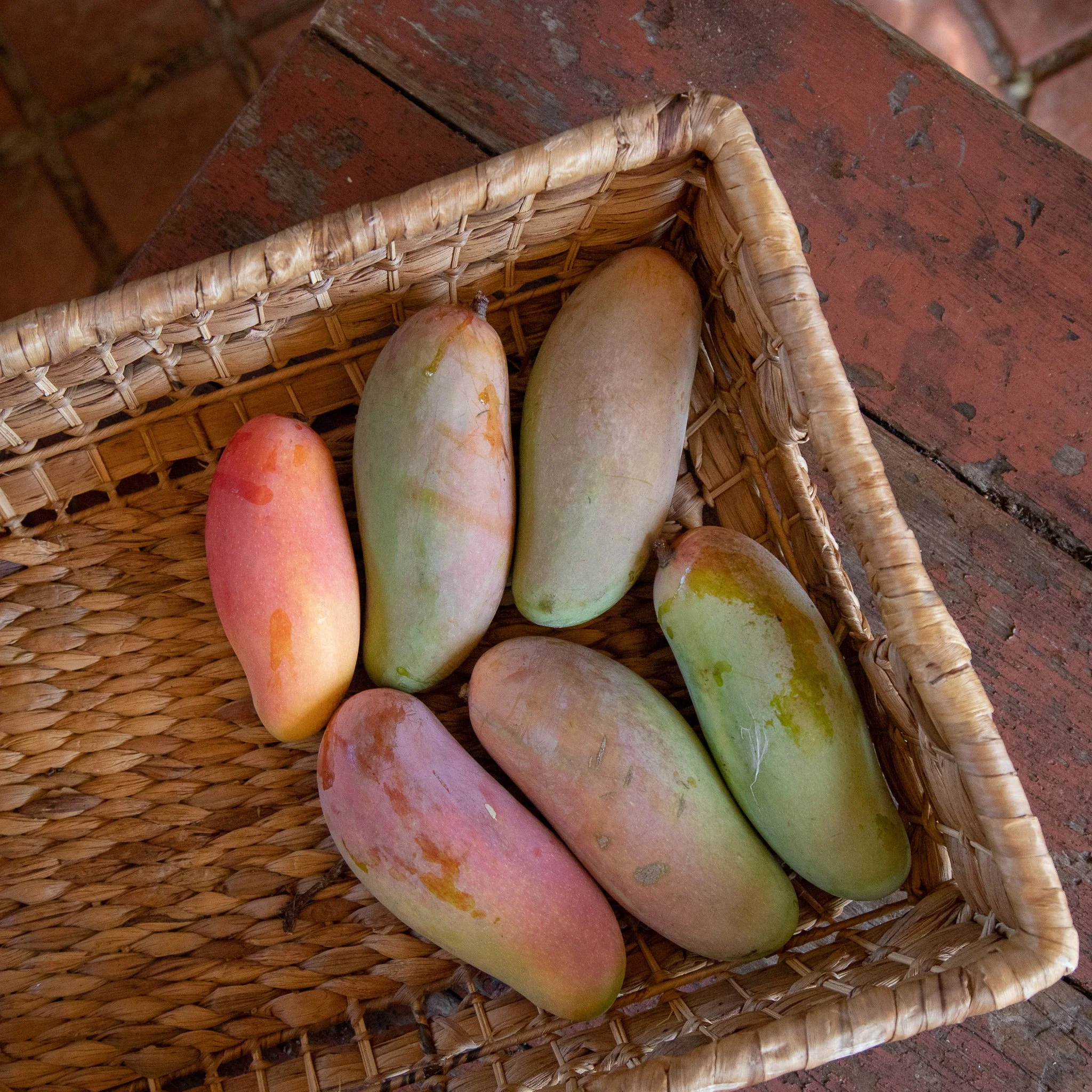 Shop — The Mango Place