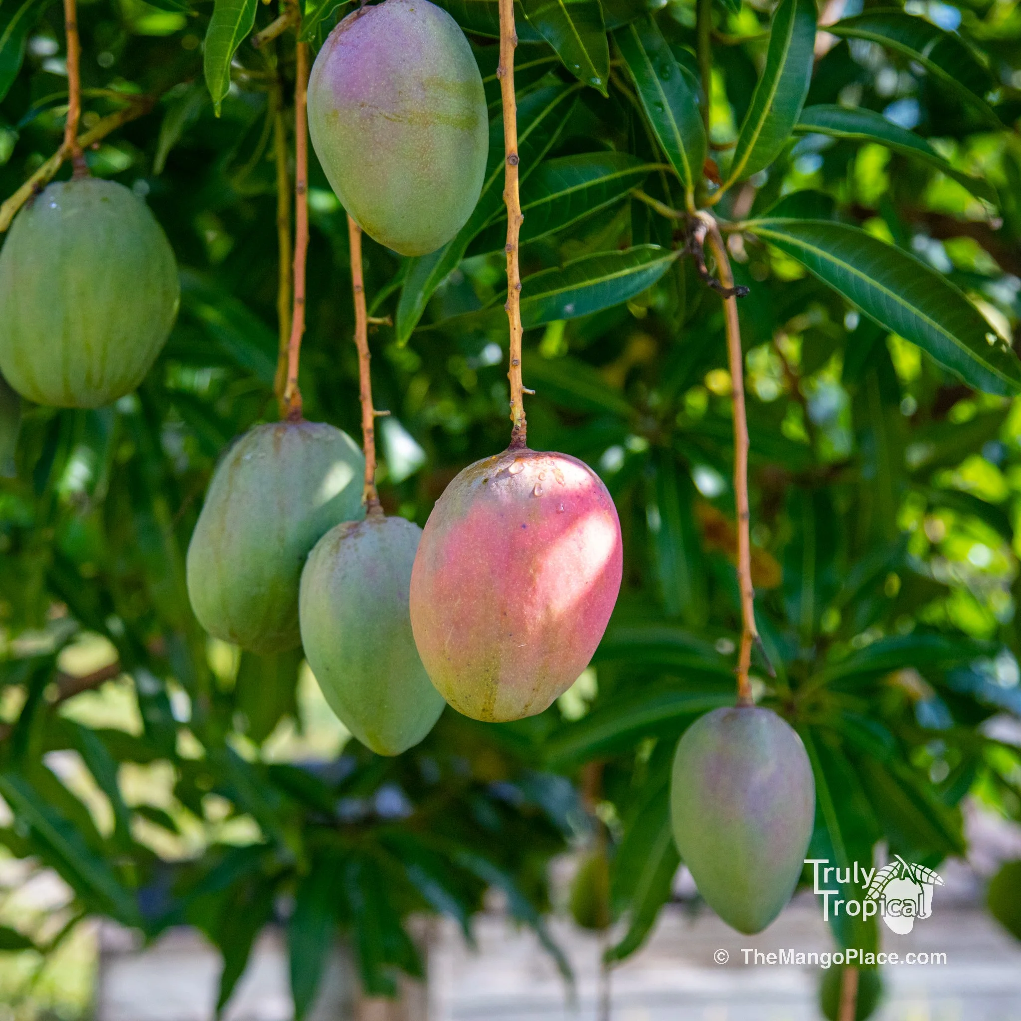 Green (for Shipping) 'Julie' Mangos for Pickup Monday, June 5, 2023