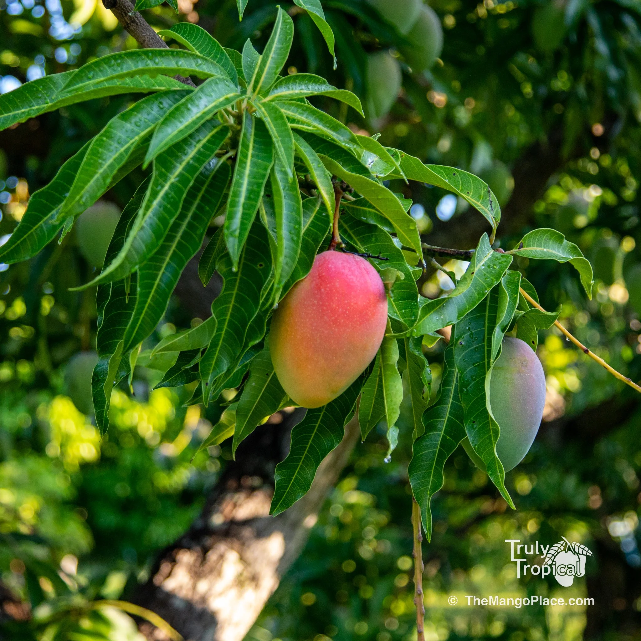 Mangos for Pickup TODAY Thursday, June 8, 2023