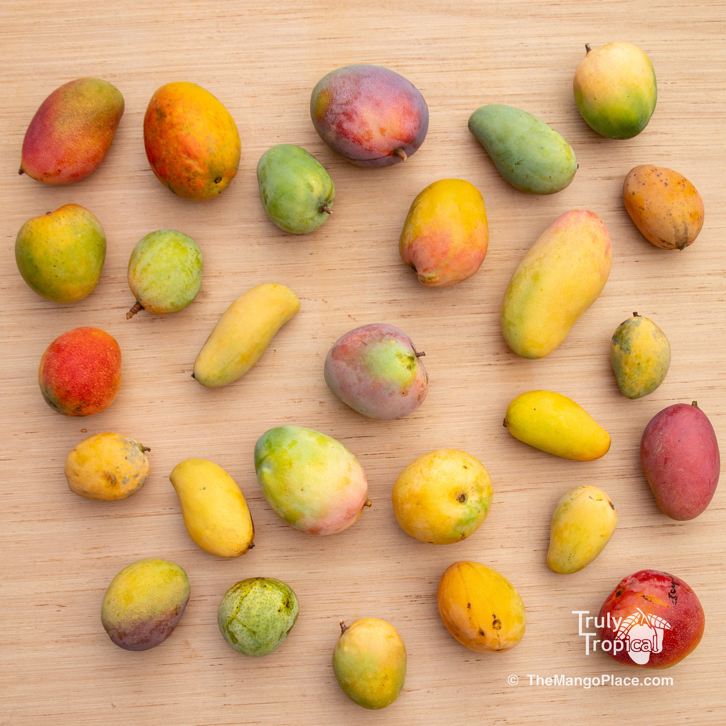 Mango - Assortment - Special Fruit