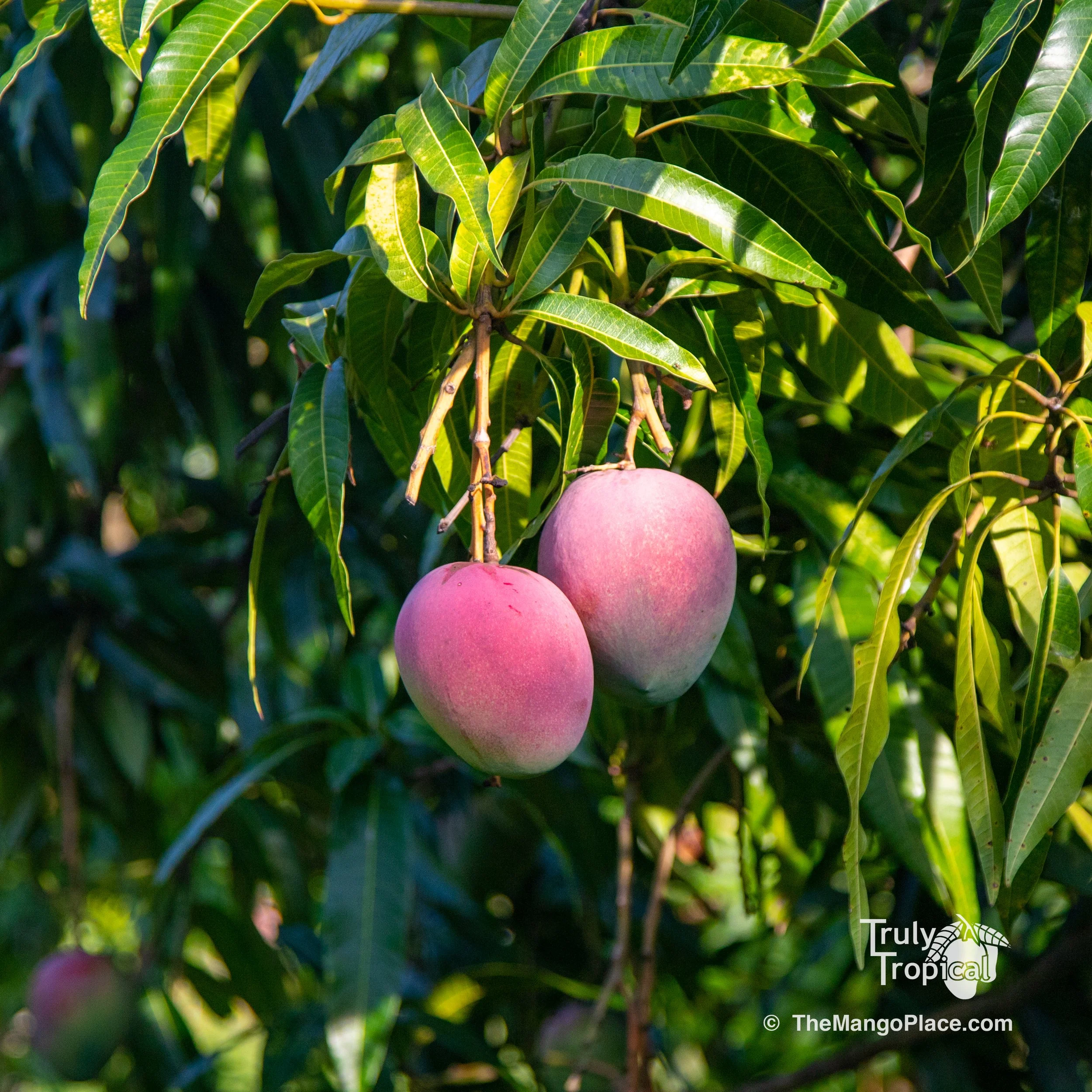 Mangos for Pickup TODAY Wednesday, June 28, 2023