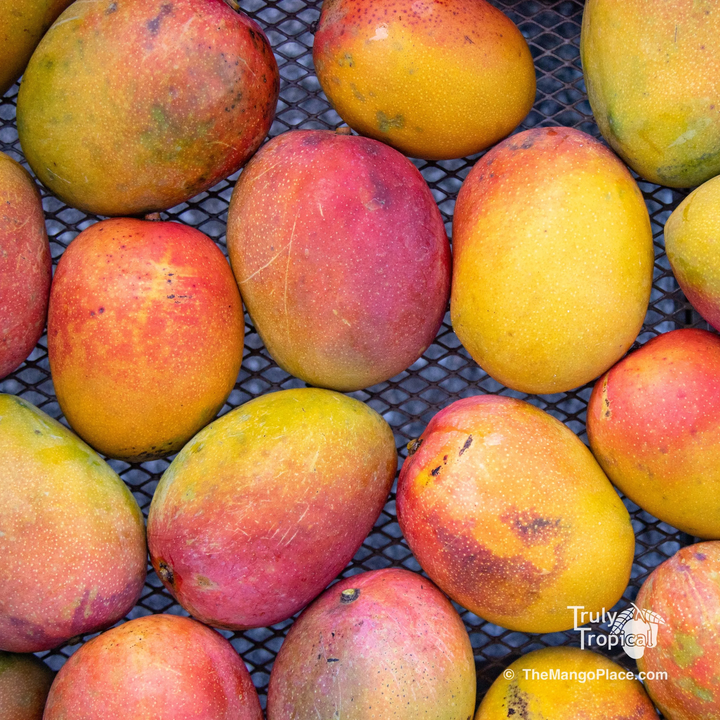 Open TODAY Thursday, July 6, 2023 for Mangos!