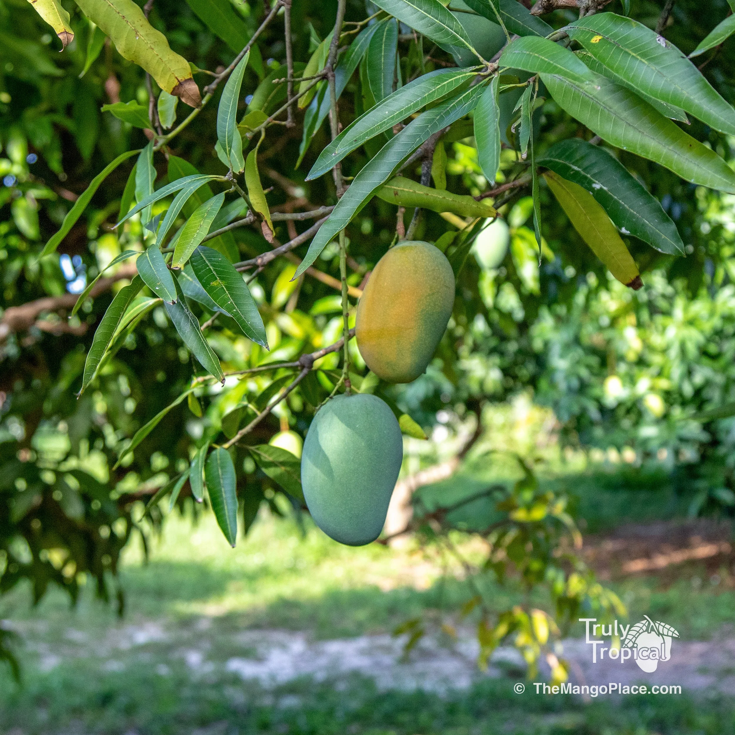 Open TODAY Tuesday, July 18, 2023 for Mangos!